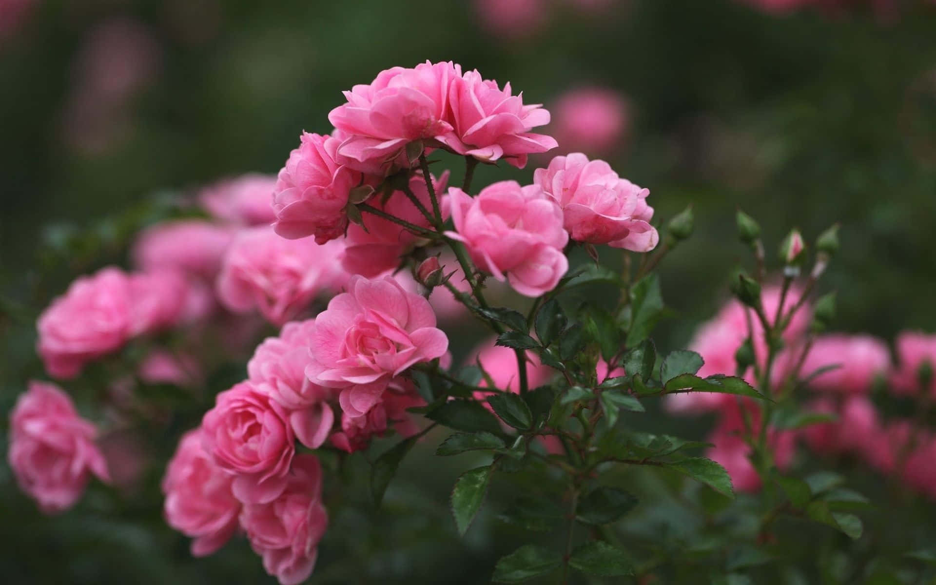Rosen, Rosa Blumen, Strauch, Garten, 16:10, Full-HD-Hintergrundbild für den Desktop