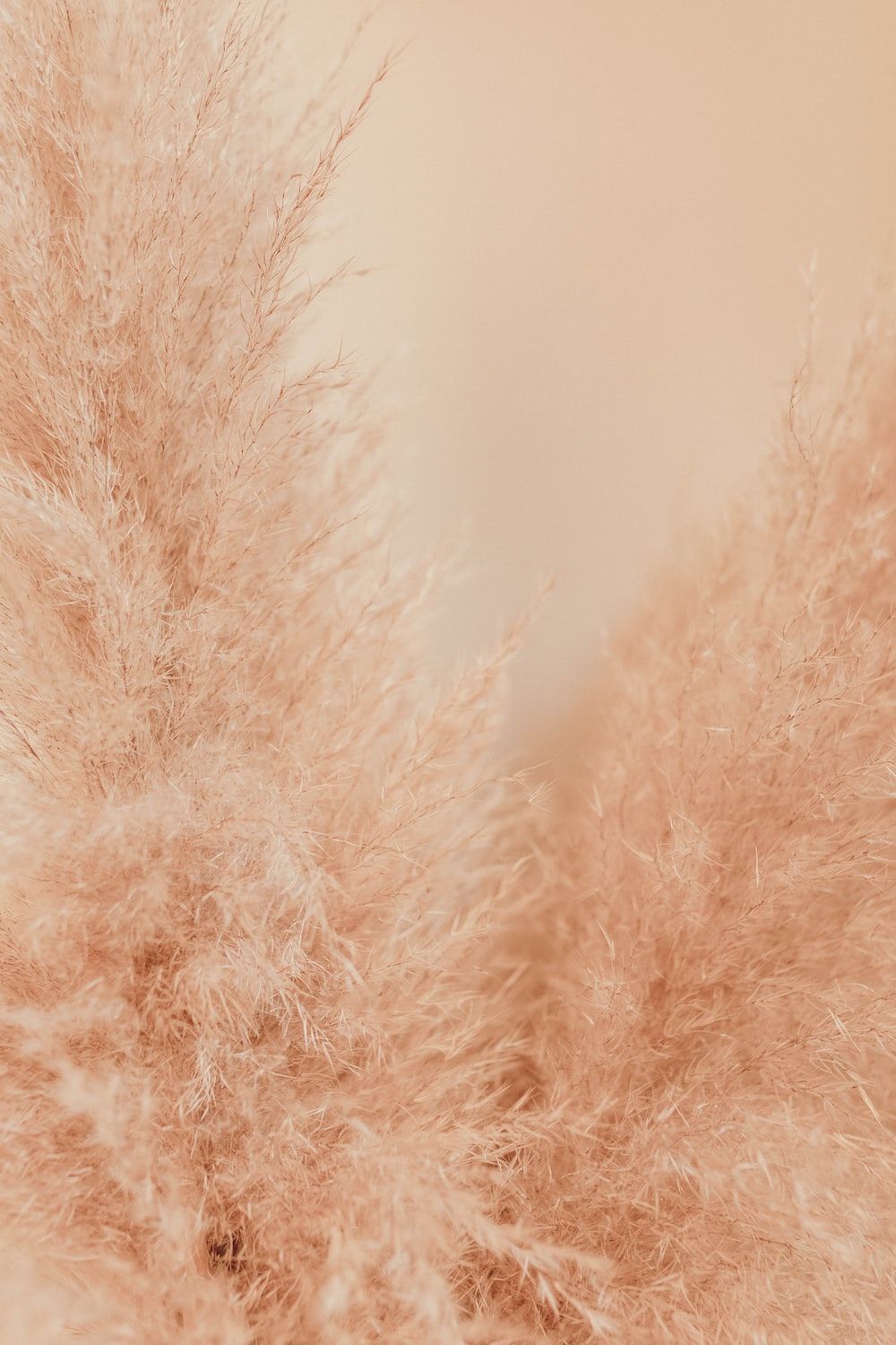 Pampasgras, Beige, Natur, Boho, Weich, HD, Sperrbildschirm fürs iPhone