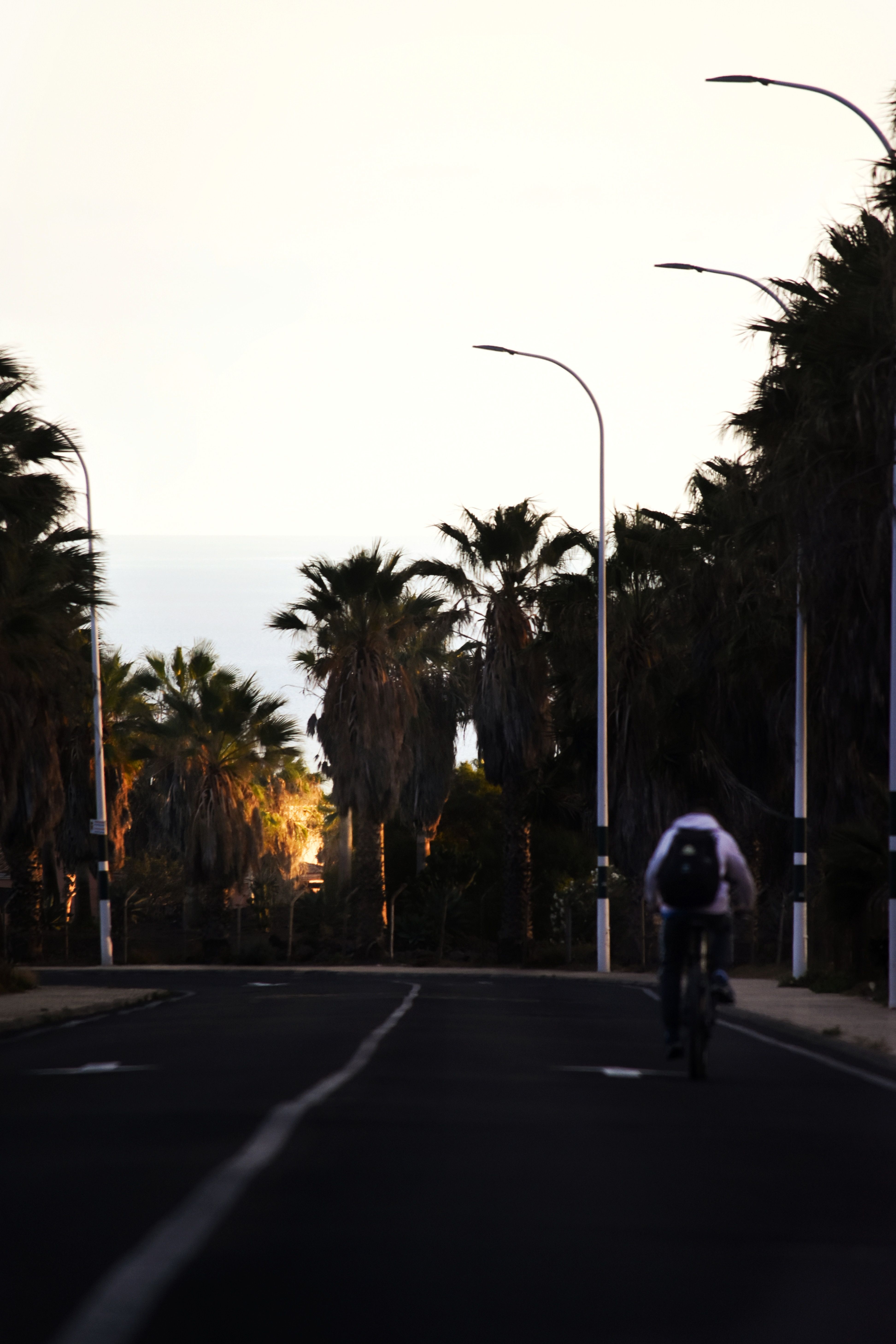 Straße, Palmen, Radfahrer, Gegenlicht, QHD+, iPad-Hintergrundbild