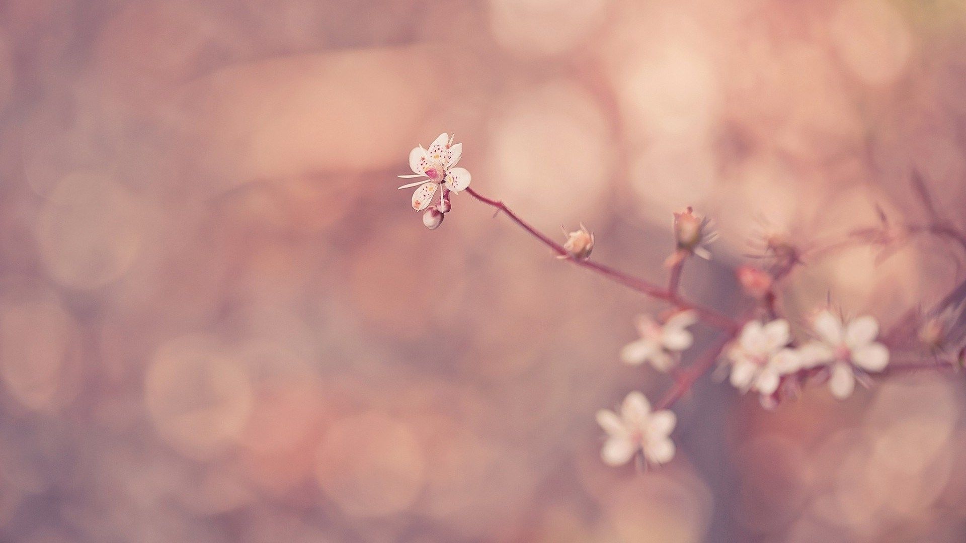 Kirschblüten, Zweig, Bokeh, Rosa, Frühling, 16:9, Full-HD-Hintergrundbild für den Desktop