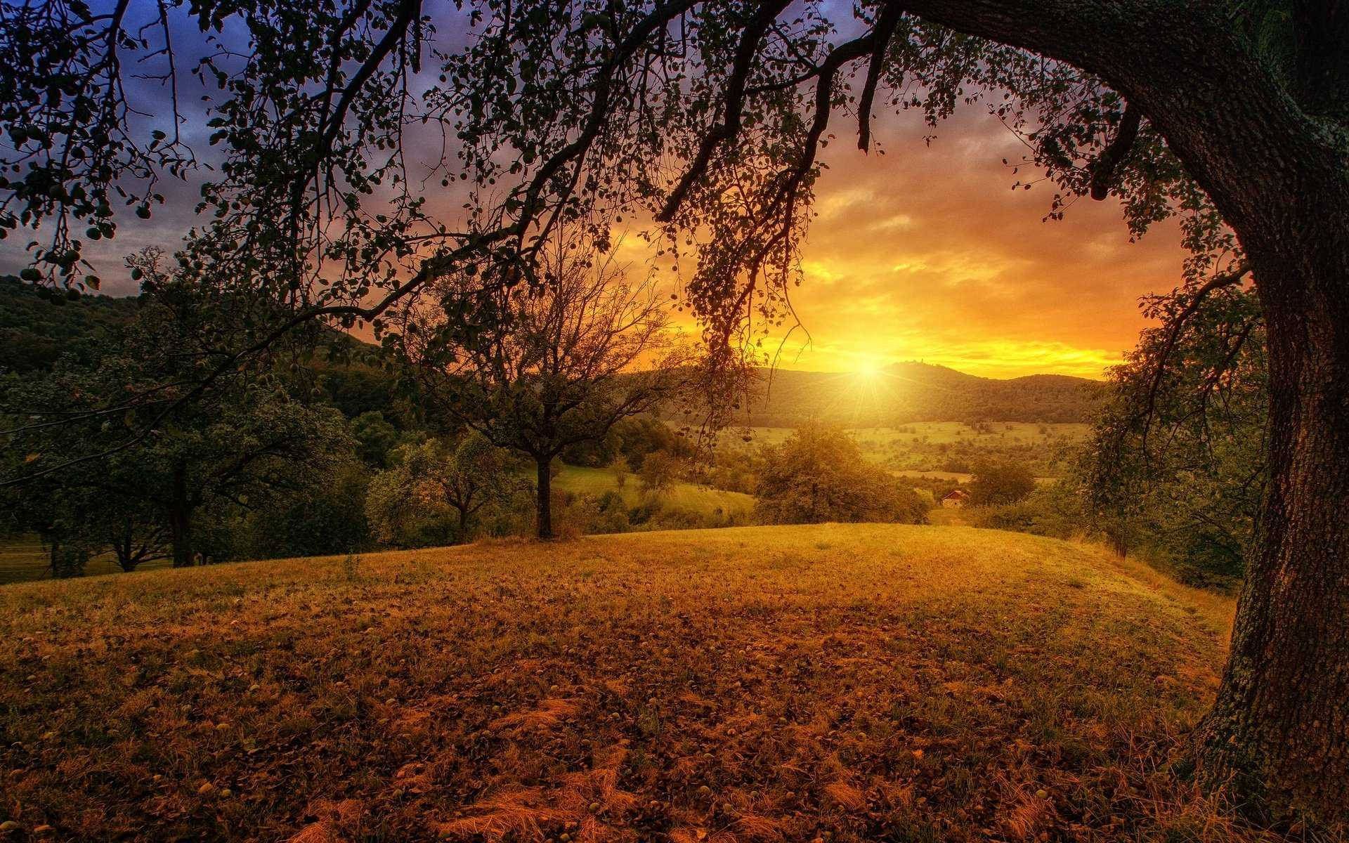 Sonnenuntergang, Baum, Wiese, Hügel, Goldenes Licht, Landschaft, Full HD, Desktop-Hintergrund