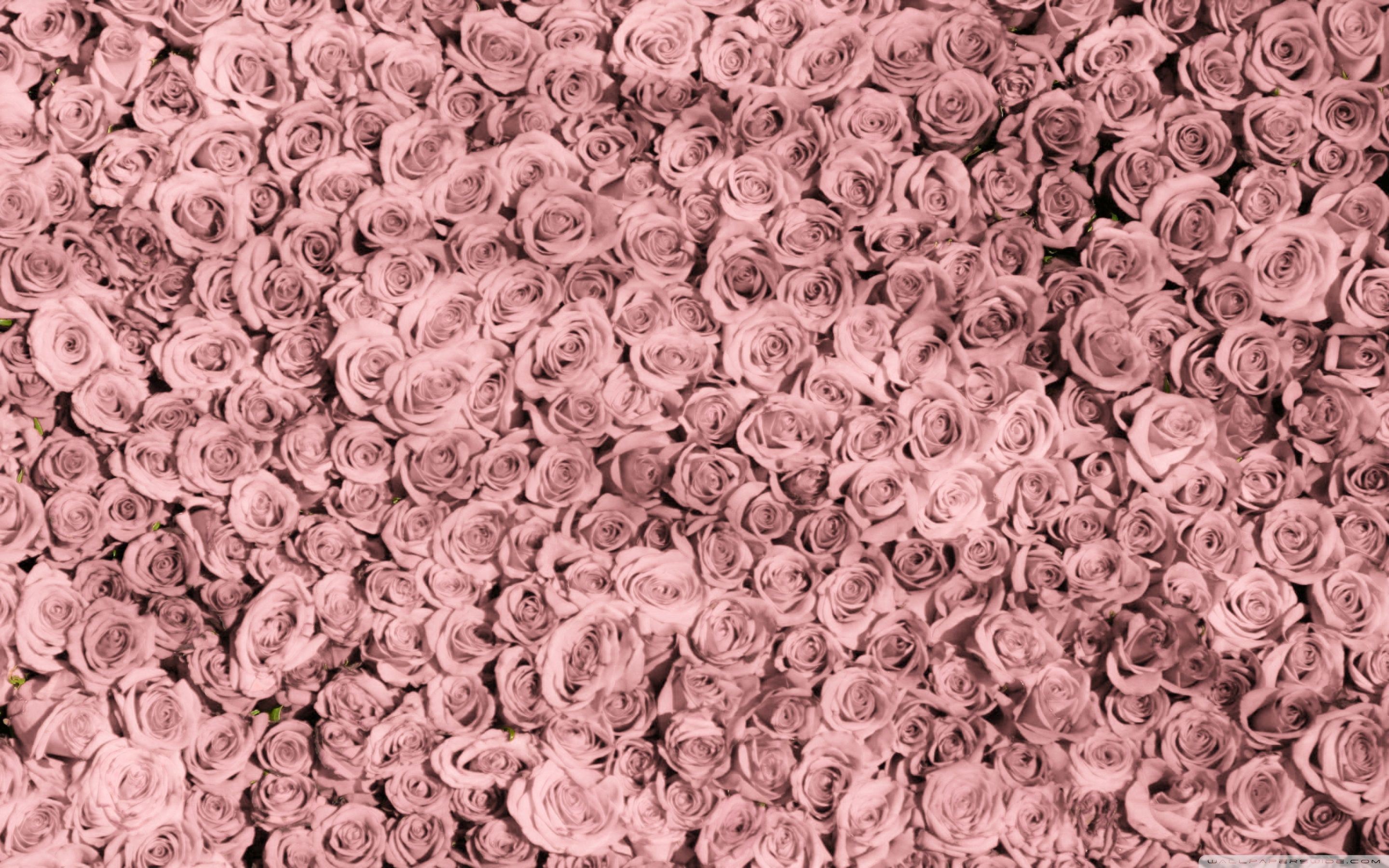 Rosen, Rosenwand, Altrosa, Muster, 16:10, 2K-Hintergrundbild für den Desktop