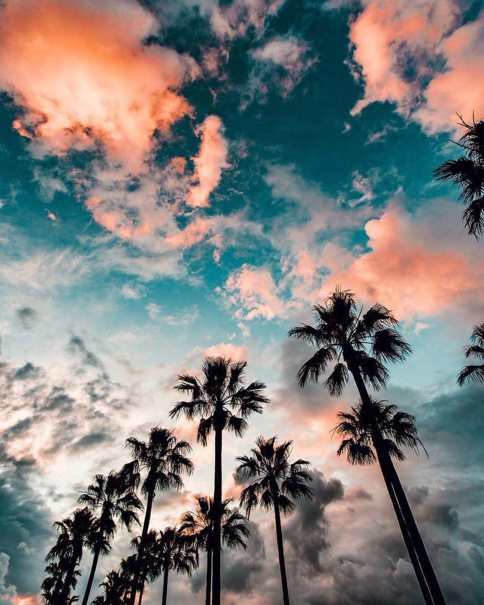 Palmen, Wolken, Türkiser Himmel, Froschperspektive, HD, Hintergrundbild fürs Tablet
