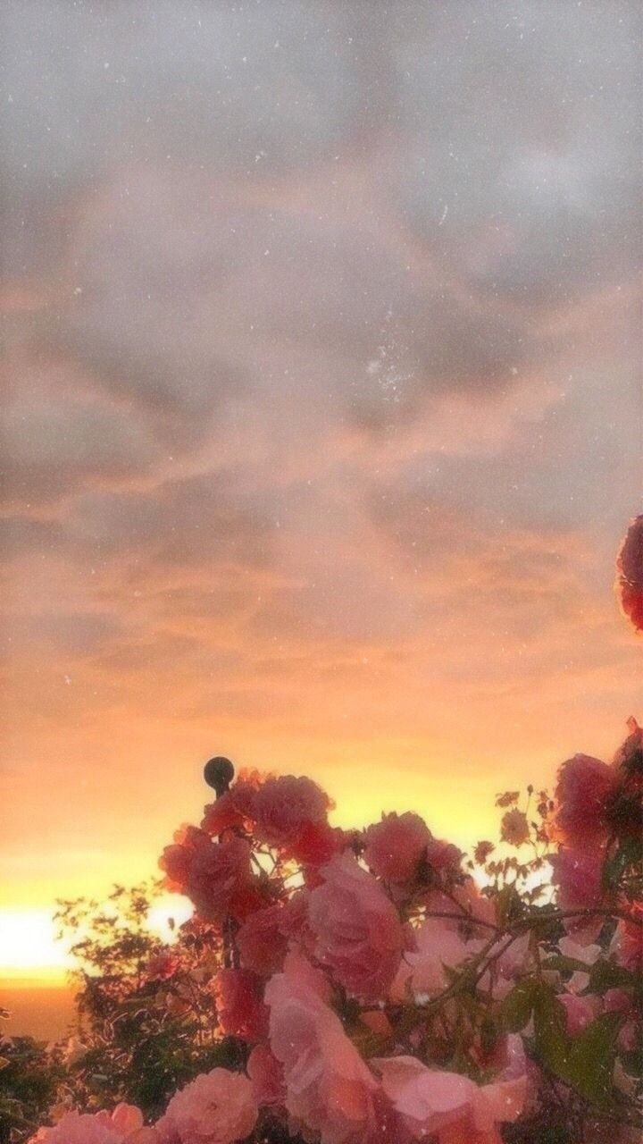 Sonnenuntergang, Rosa Blumen, Wolken, Dunst, HD, Sperrbildschirm fürs iPhone