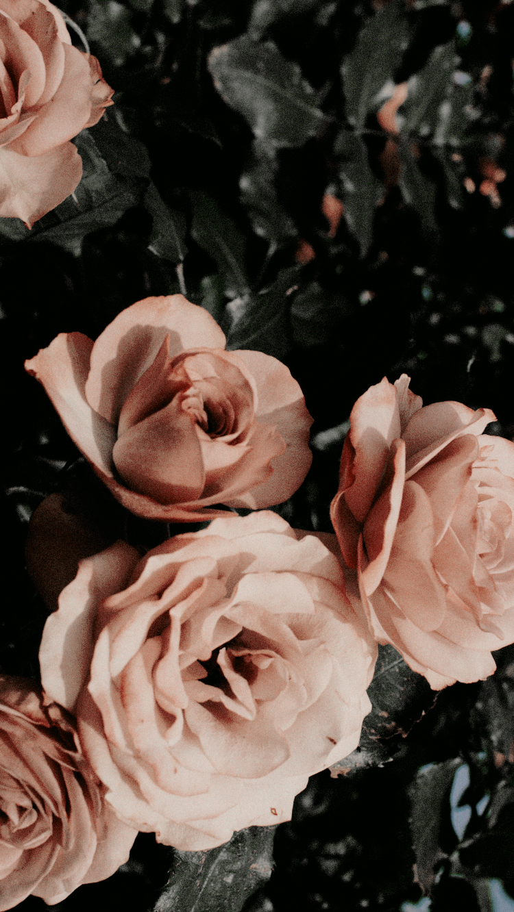 Rosen, Rosa Blüten, Dunkle Blätter, Vintage, HD, Hintergrundbild fürs Handy