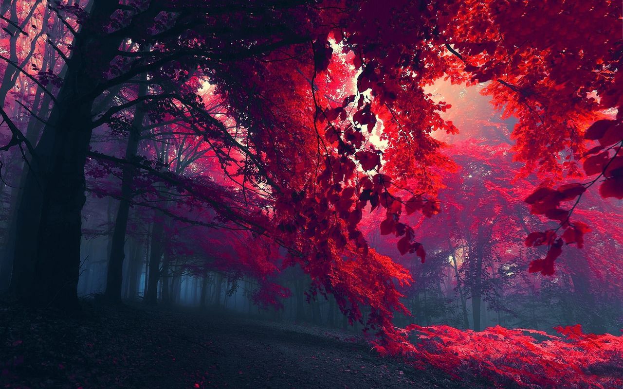 Wald, Rotes Laub, Herbst, Nebel, Fantasie, HD, Hintergrund für den Desktop