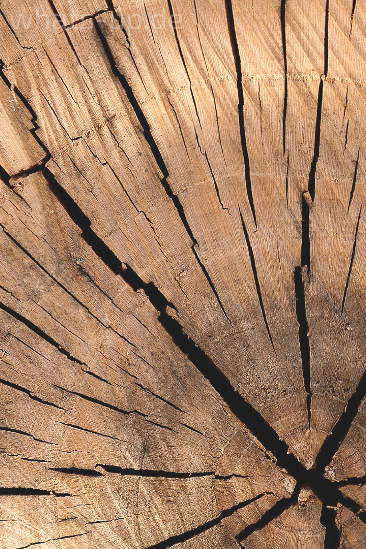 Baumscheibe, Jahresringe, Risse, Holzstruktur, Hellbraun, Android-Hintergrundbild