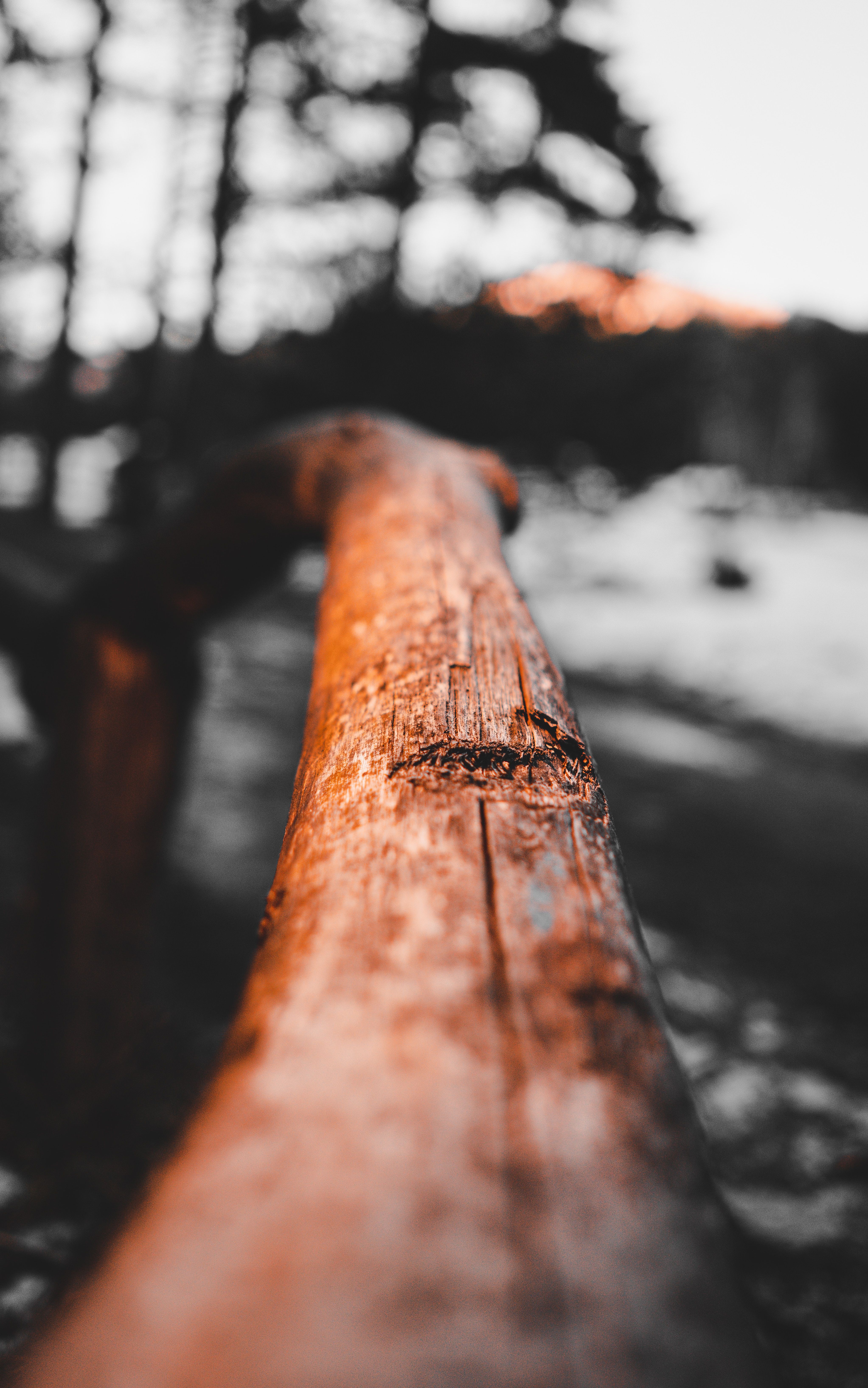 Holzgeländer, Teilfarbe, Schwarz-Weiß, Nahaufnahme, Wald, Sperrbildschirm fürs iPhone