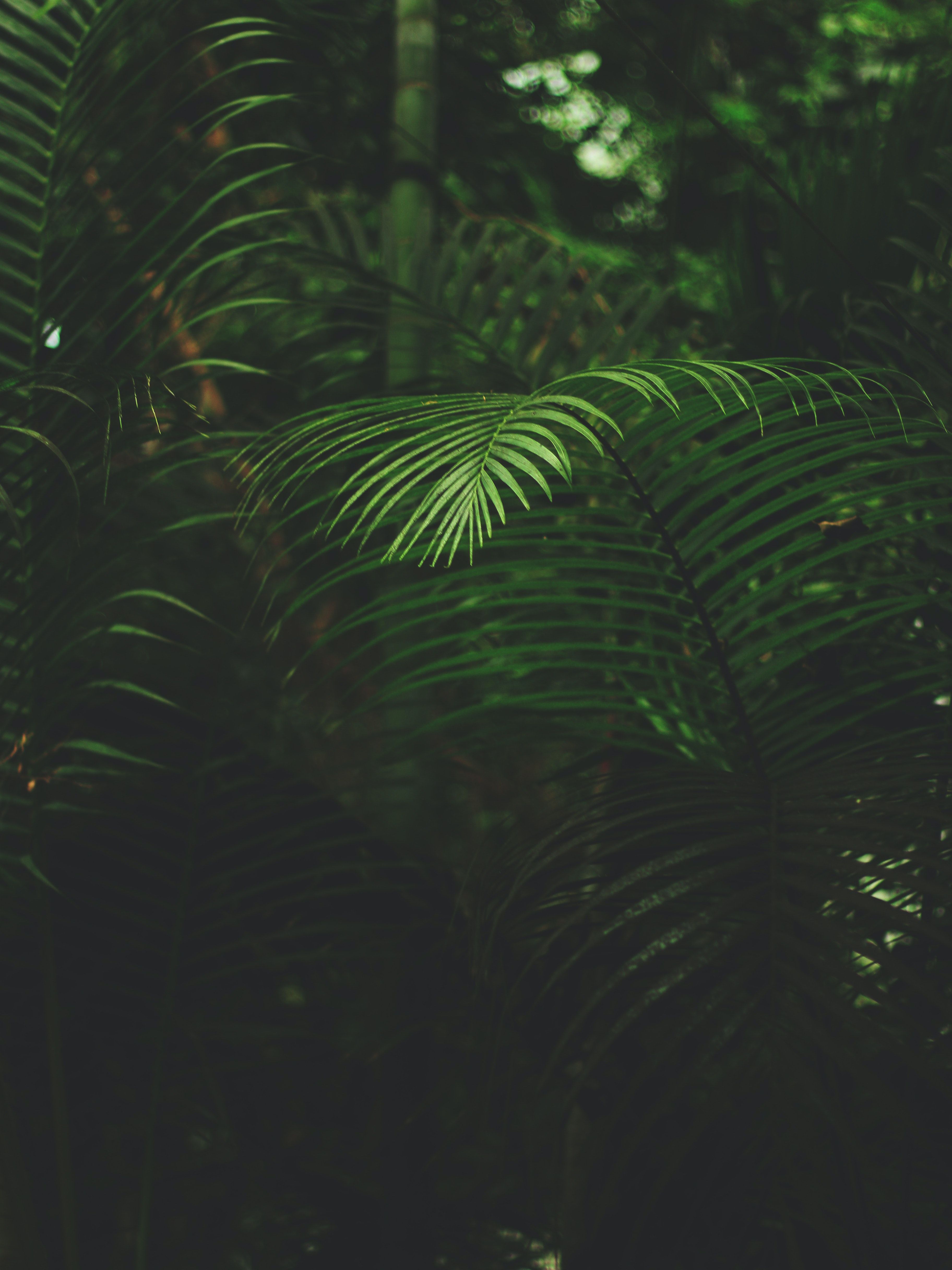 Farn, Wald, Dunkelgrün, Blätter, Natur, QHD+, iPad-Hintergrundbild