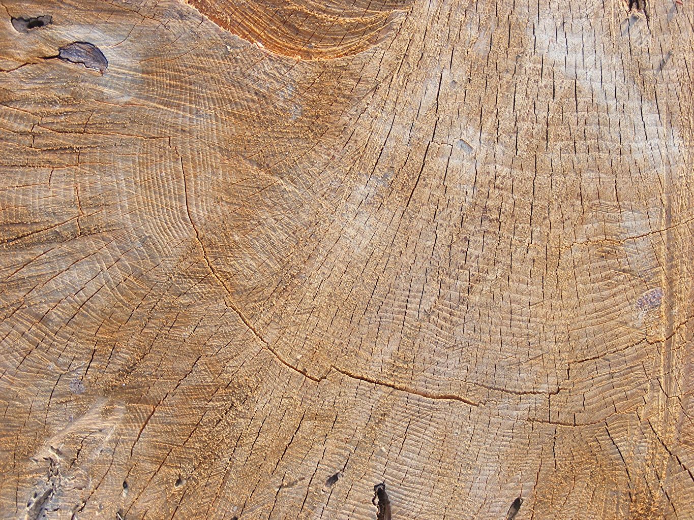 Holzquerschnitt, Jahresringe, Holzmaserung, Hellbraun, Holzstruktur, HD, Tablet-Hintergrund