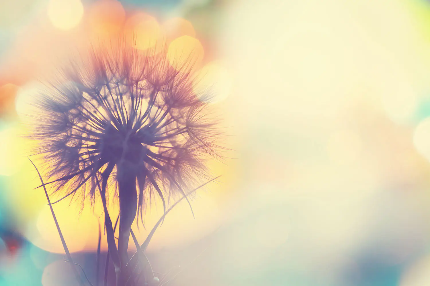 Pusteblume, Bokeh, Pastell, Gegenlicht, Makro, HD, Desktop-Hintergrund für Windows