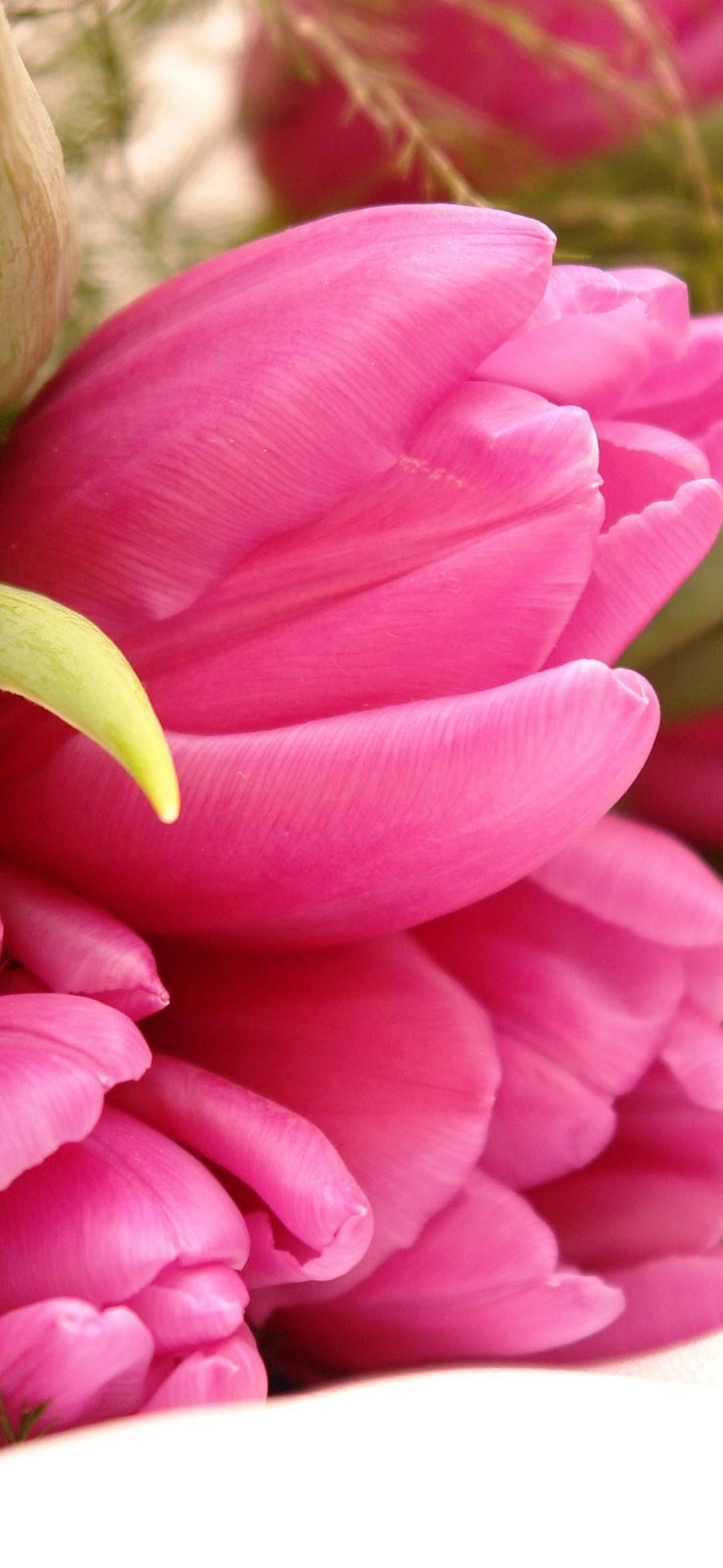 Tulpe, Rosa, Blütenblätter, Makro, Blume, Hochformat, Hintergrundbild fürs Smartphone