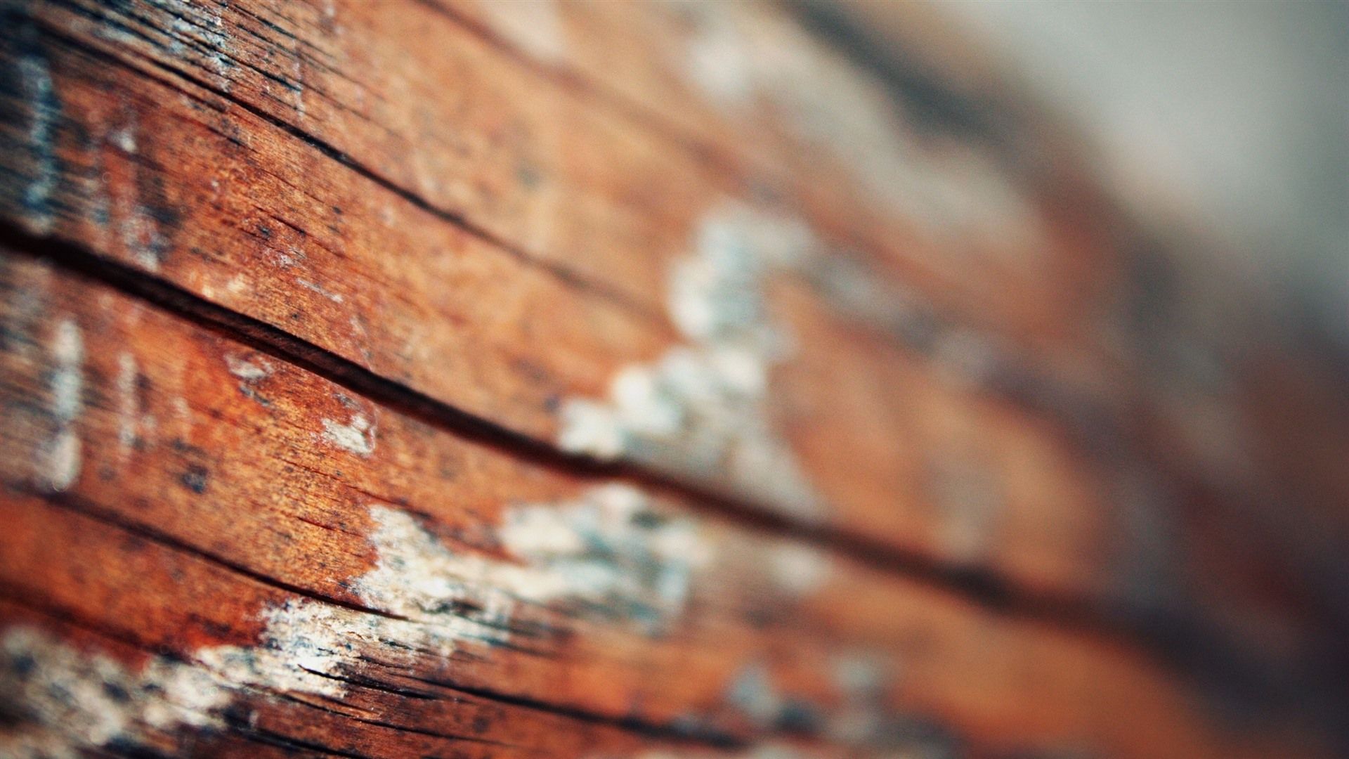 Holzbrett, Flechten, Makro, Unschärfe, Rotbraun, Full HD, Desktop-Hintergrund für Windows