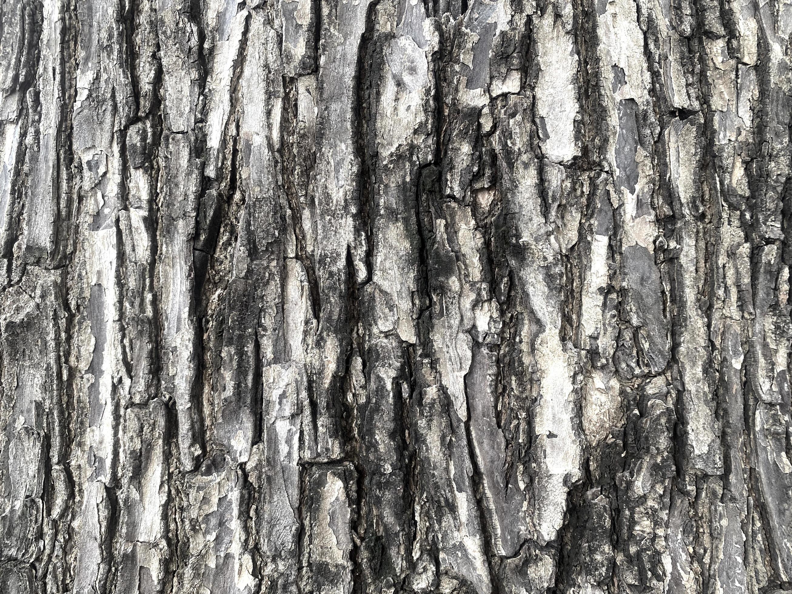 Baumrinde, Birkenrinde, Rindenstruktur, Grau, Natur, Hintergrundbild für iPad und Tablet