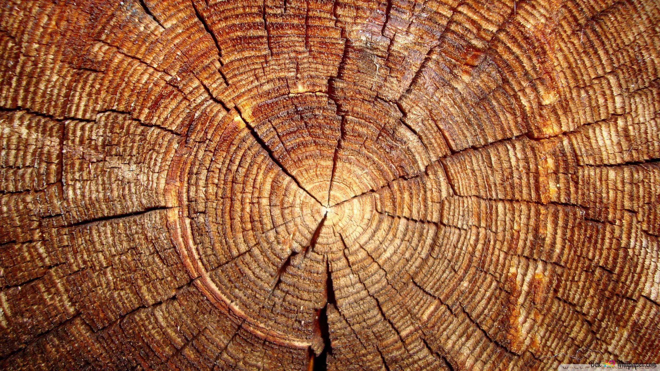 Baumscheibe, Jahresringe, Risse, Querschnitt, Goldbraun, 2560x1440, PC-Hintergrundbild
