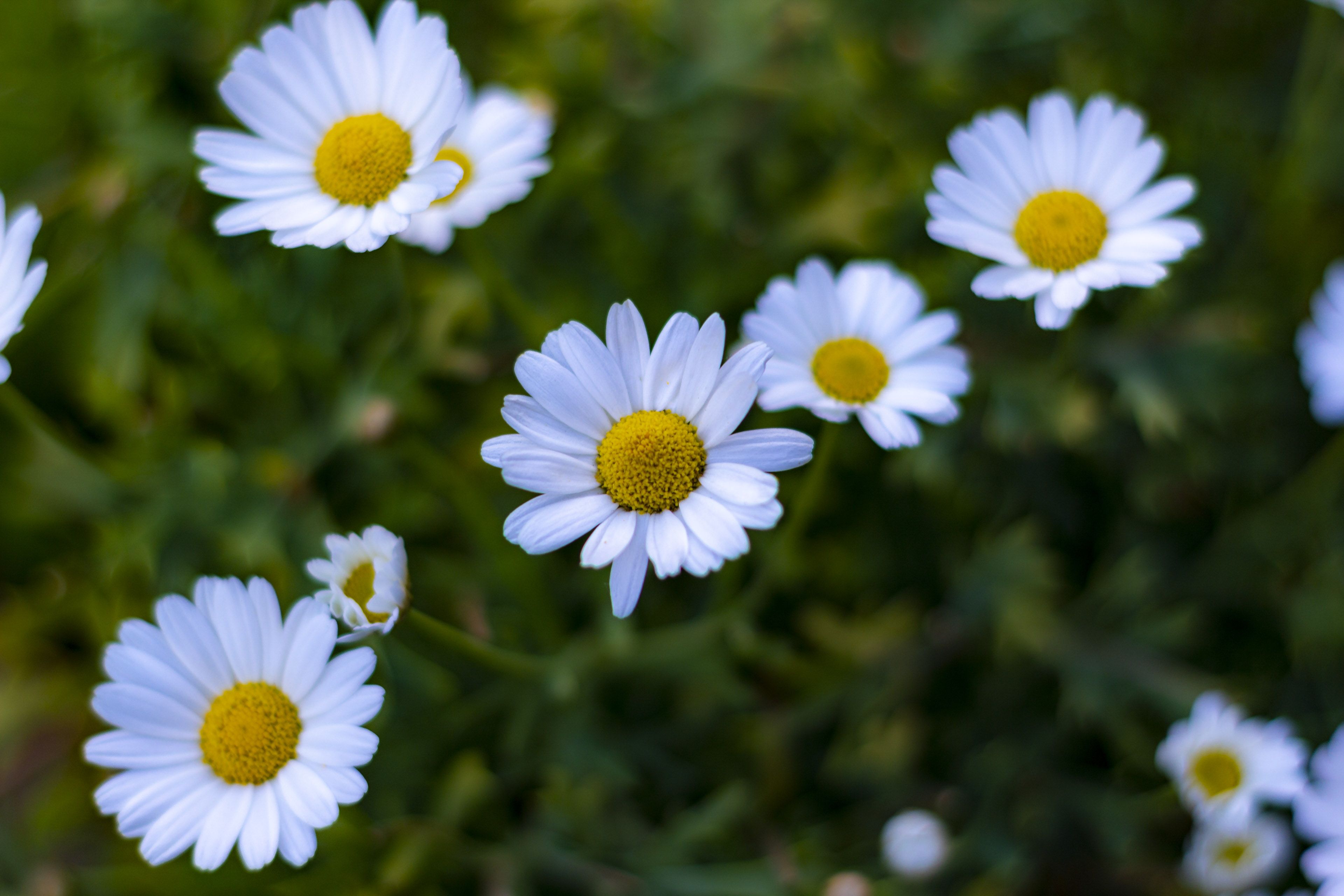 Gänseblümchen, Wiese, Blumen, Grün, Frühling, 4K, Desktop-Hintergrund für Windows