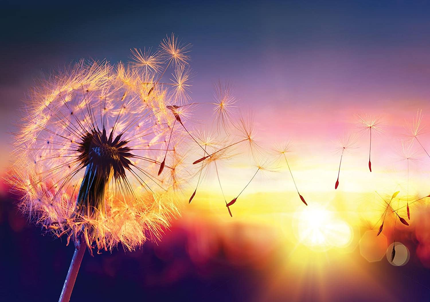 Pusteblume, Löwenzahn, Sonnenuntergang, Gegenlicht, Bokeh, HD, Laptop-Hintergrundbild