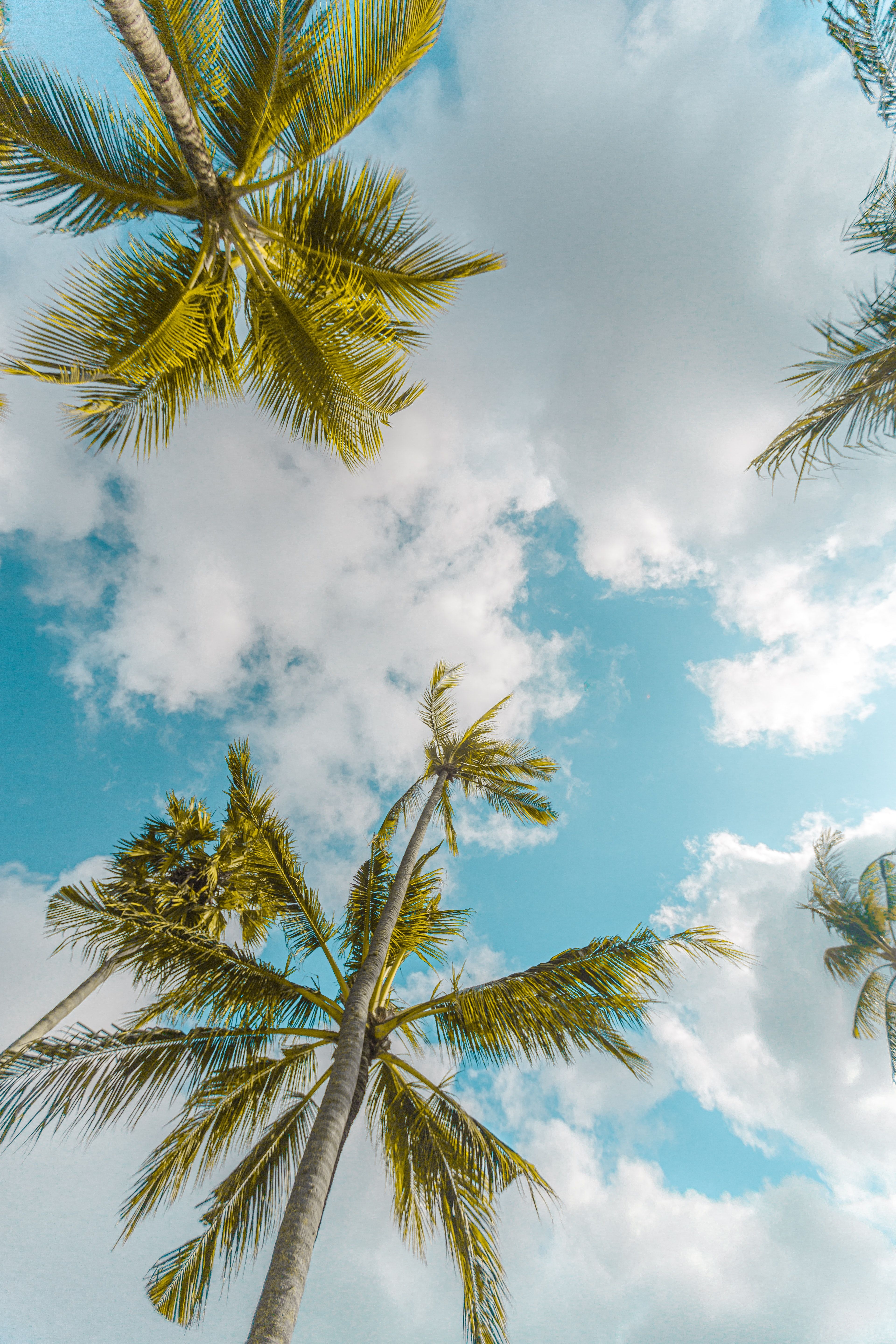Palmen, Froschperspektive, Wolken, Tropen, Himmel, Hochformat, Hintergrundbild fürs Smartphone