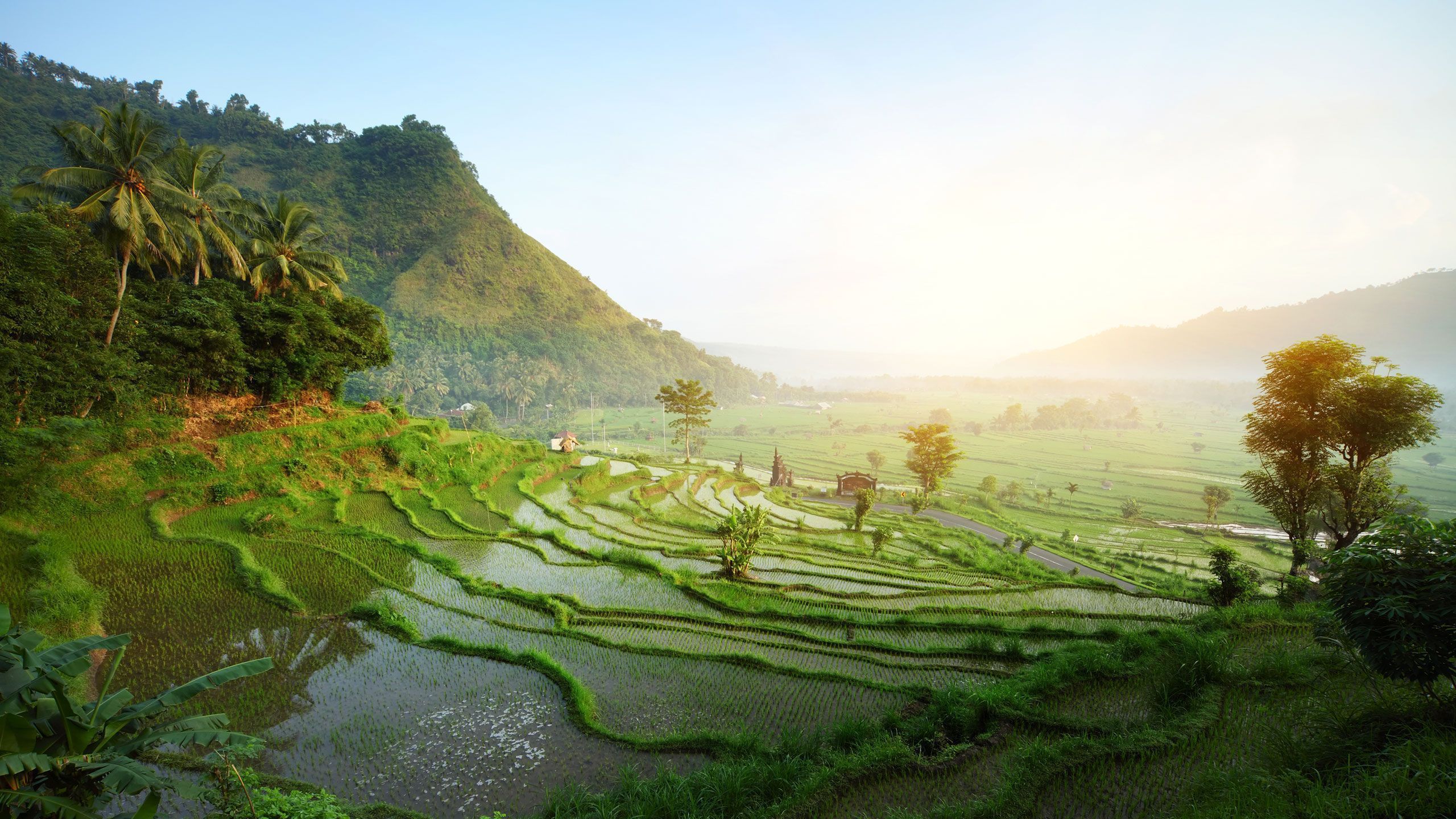 Bali, Reisterrassen, Palmen, Morgenlicht, Hügel, Grün, 2K 1440p, Desktop-Hintergrundbild
