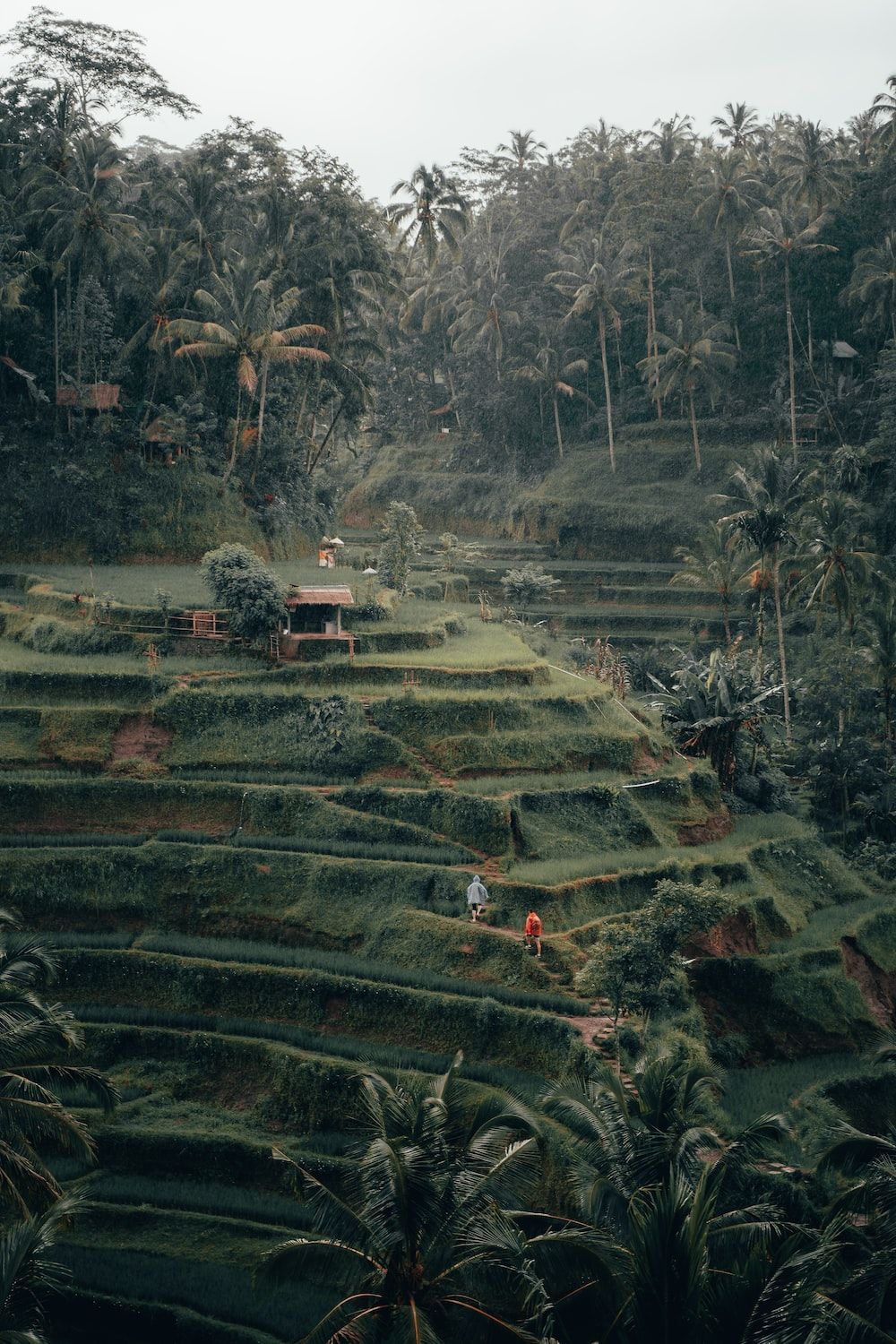 Bali, Reisterrassen, Palmen, Dschungel, Grün, HD, Handy-Hintergrund im Hochformat
