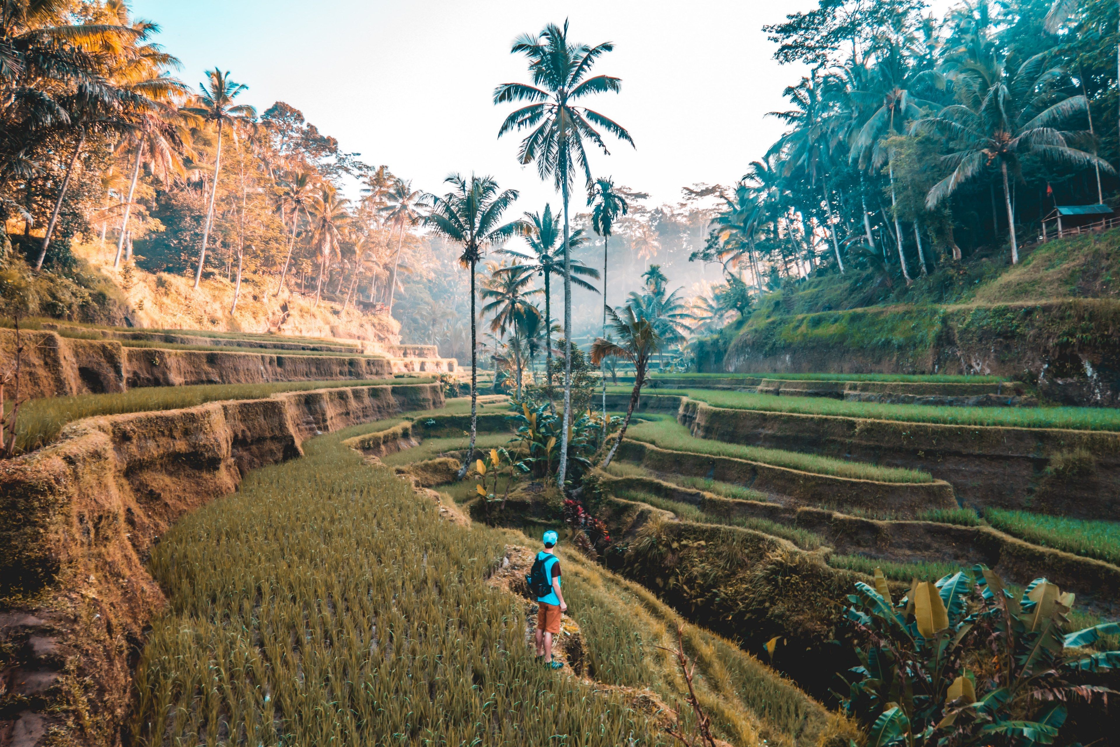 Bali, Reisterrassen, Palmen, Wanderer, Dschungel, Morgenlicht, 4K, Desktop-Hintergrund