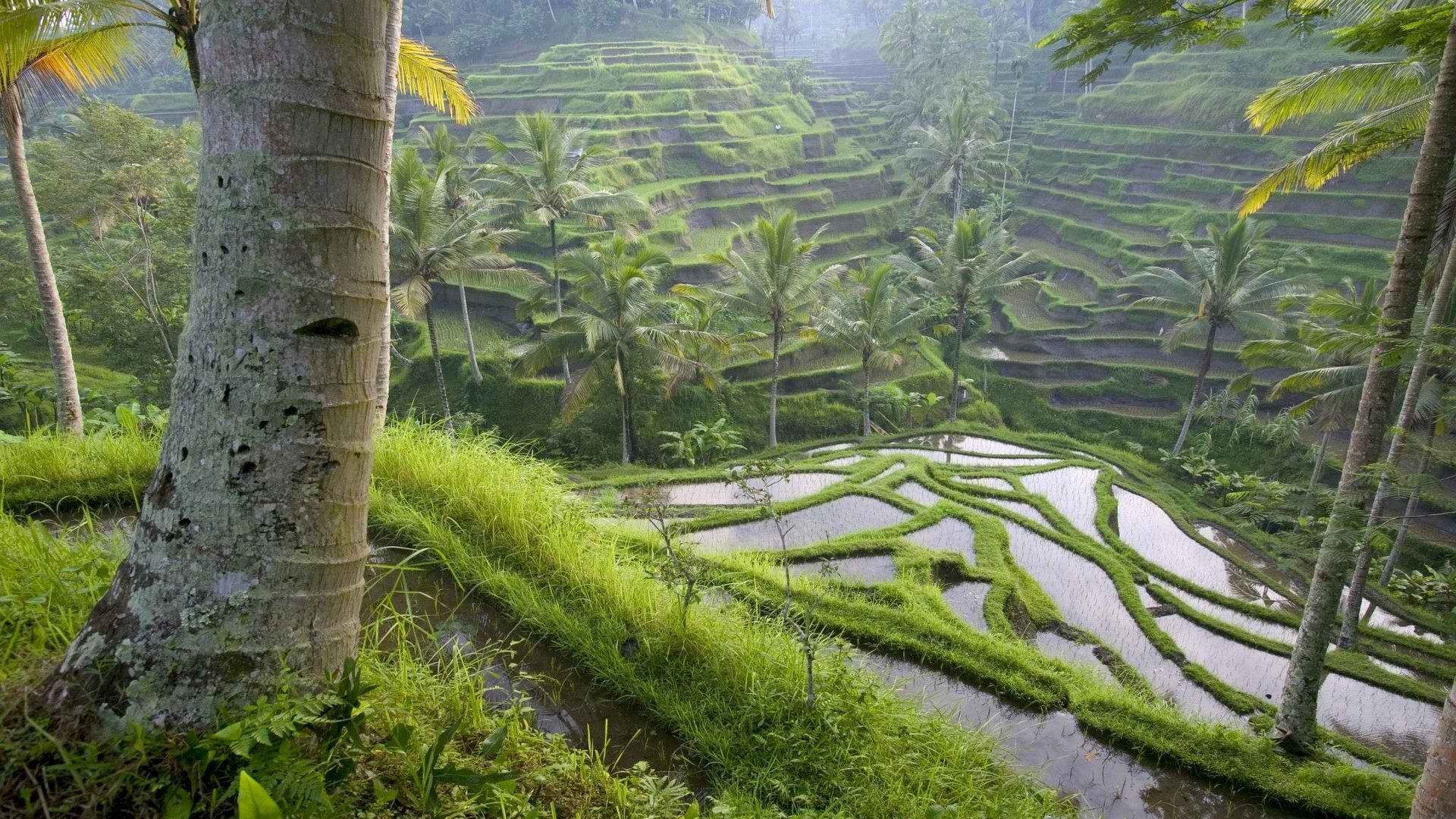 Tegallalang, Bali, Reisterrassen, Palmen, Nebel, Grün, Full HD 1080p, Desktop-Hintergrundbild