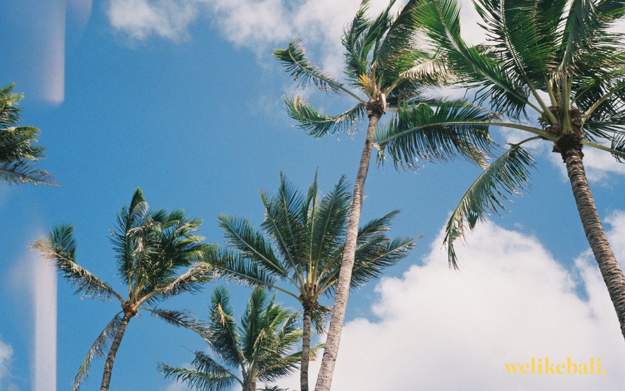 Palmen, Froschperspektive, Blauer Himmel, Wolken, Tropen, Full HD, Laptop-Hintergrundbild
