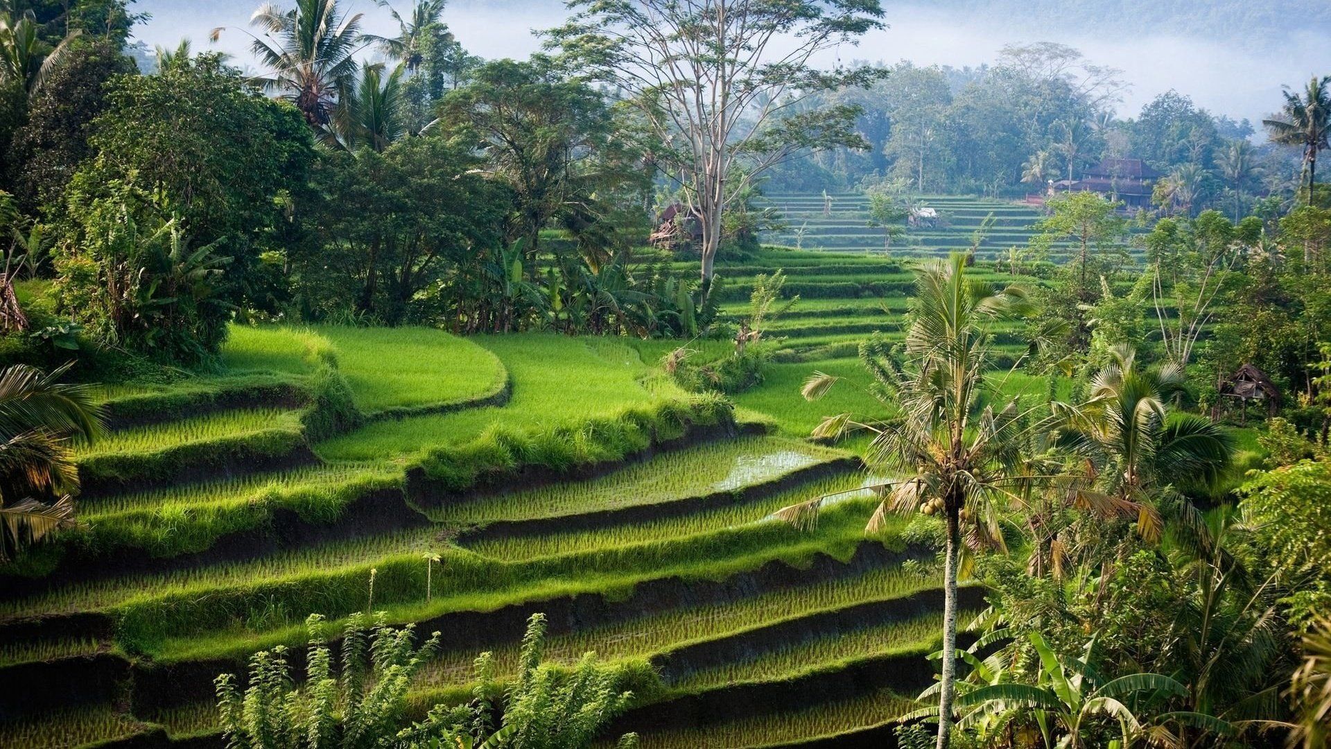 Bali, Reisterrassen, Palmen, Dschungel, Grün, 1920x1080, Full-HD-Hintergrundbild für PC