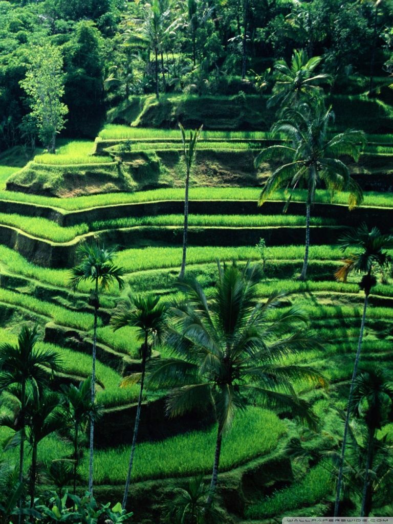 Tegallalang, Bali, Reisterrassen, Palmen, Grün, Hintergrundbild für iPad und Tablet