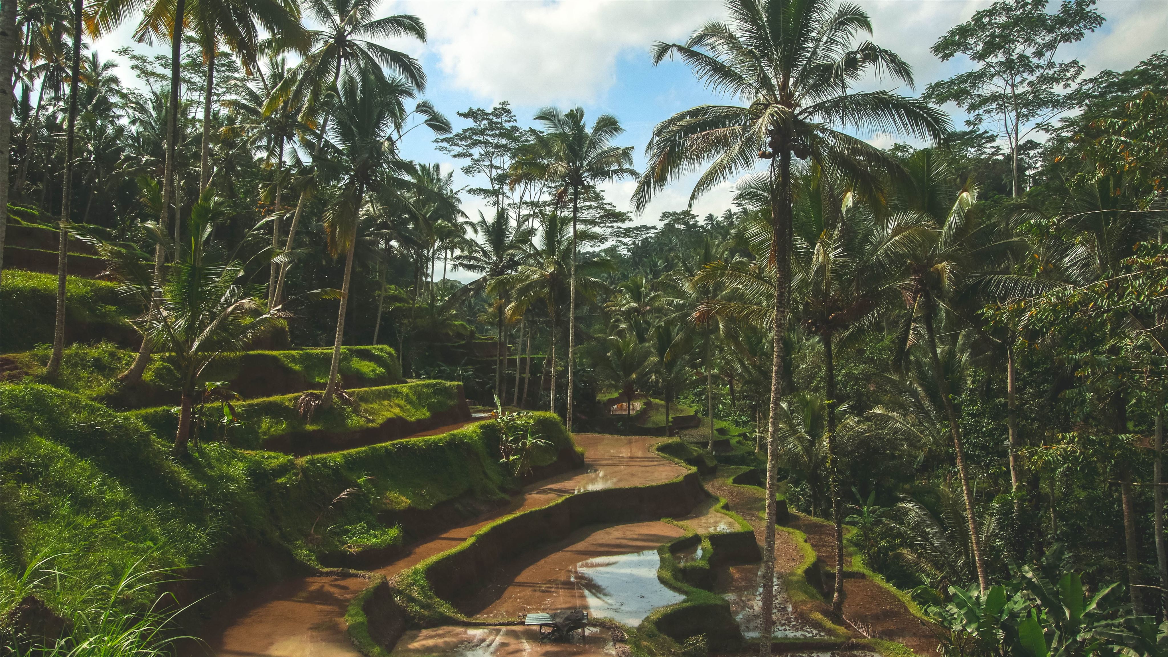 Bali, Dschungel, Palmen, Reisterrassen, Tropenwald, 4K, Hintergrundbild für den PC