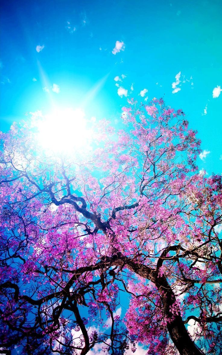 Kirschblütenbaum, Rosa Blüten, Blauer Himmel, Sonnenstrahlen, Froschperspektive, Hochformat-Hintergrundbild
