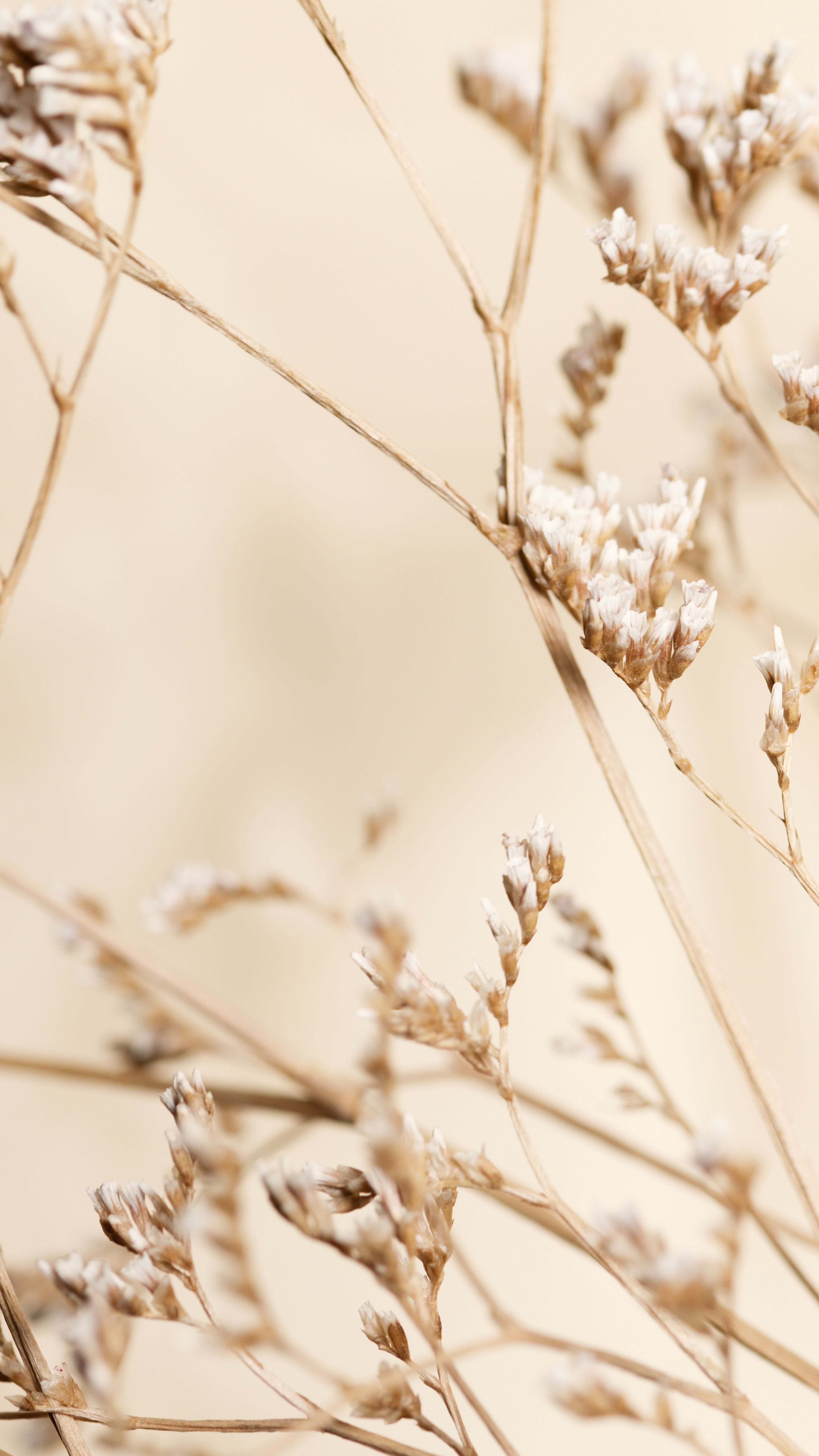 Trockengräser, Wildblumen, Natur, Sanfte Töne, Nahaufnahme, Sperrbildschirm fürs iPhone