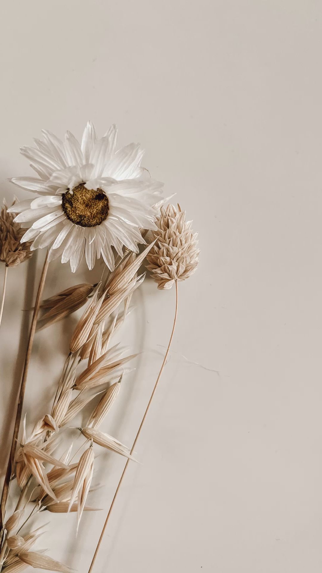 Trockenblumen, Strohblume, Grauer Hintergrund, Stillleben, Boho, Sperrbildschirm fürs iPhone