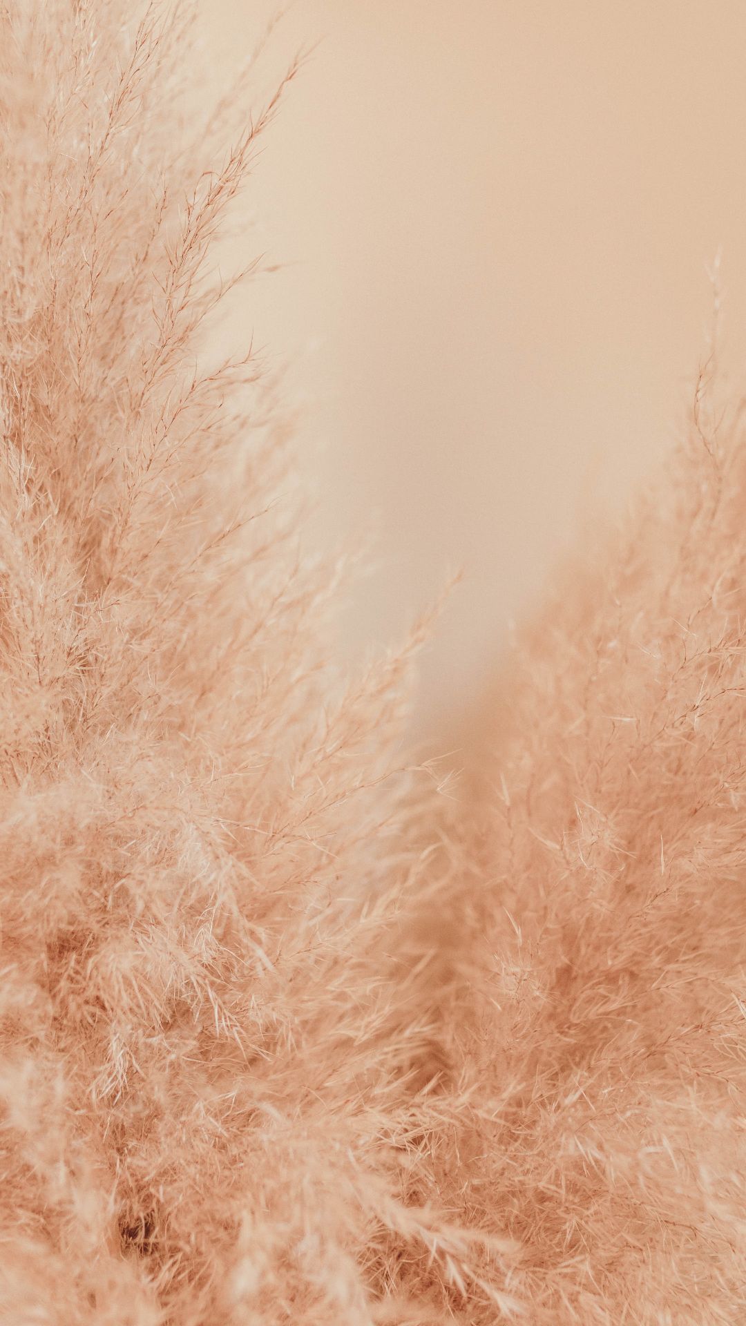 Pampasgras, Pfirsich, Boho, Warme Töne, Unschärfe, Full HD, Handy-Hintergrund im Hochformat