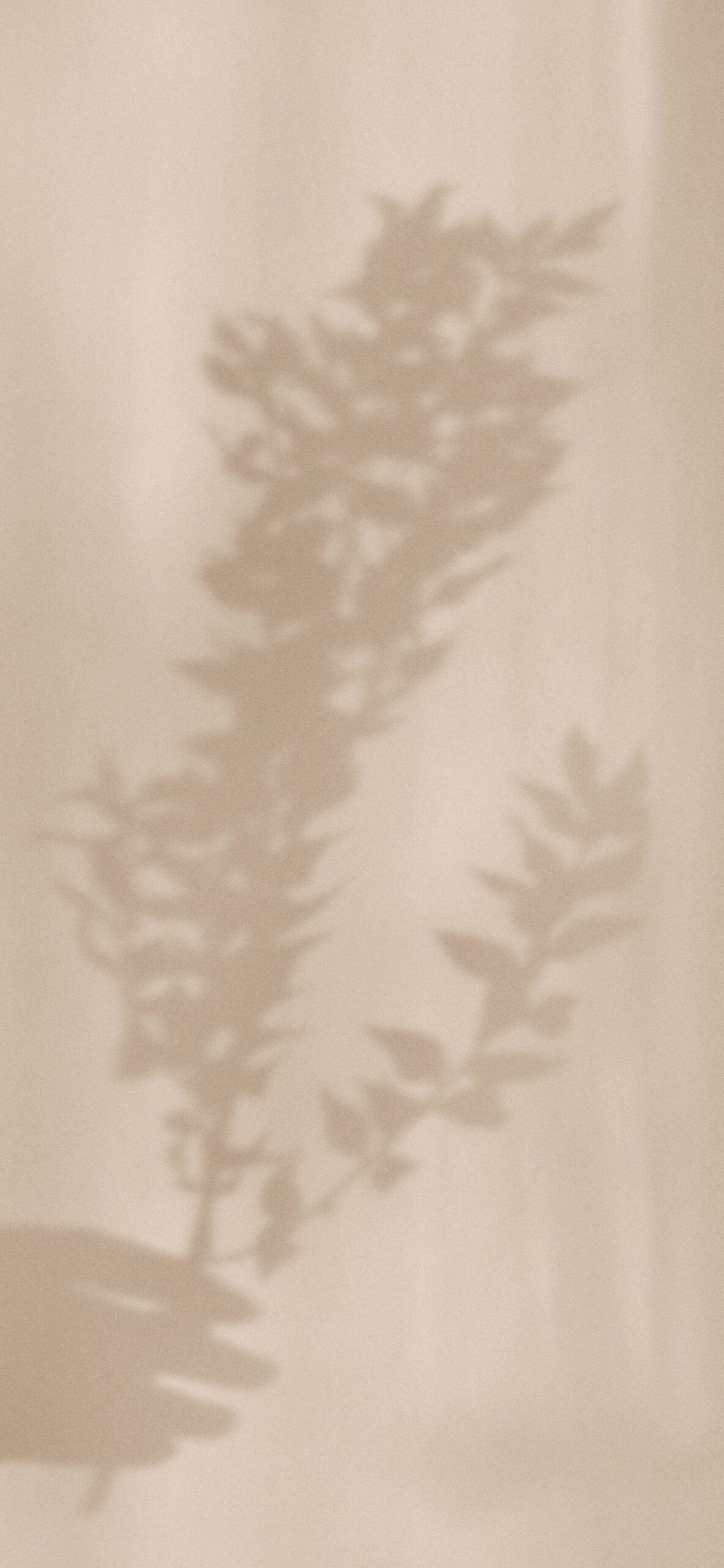 Pflanzenschatten, Schattenspiel, Wand, Minimalismus, Sanftes Licht, Hintergrundbild fürs Handy