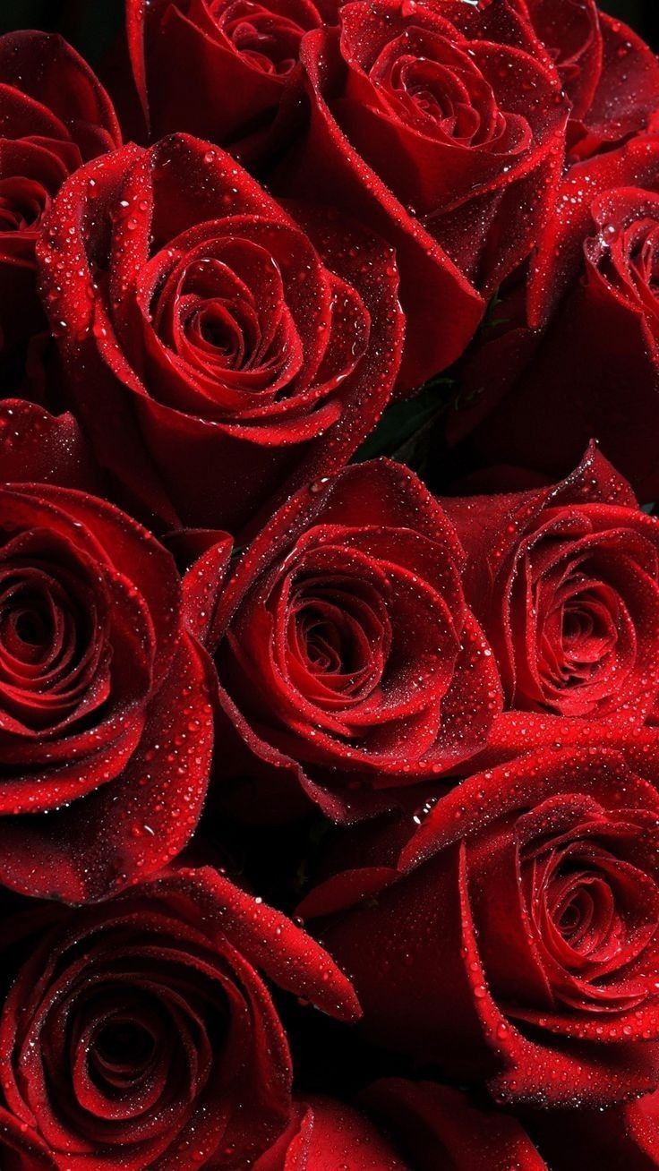 Rote Rosen, Rosenblüten, Blumenmeer, Dunkelrot, Nahaufnahme, Sperrbildschirm fürs iPhone