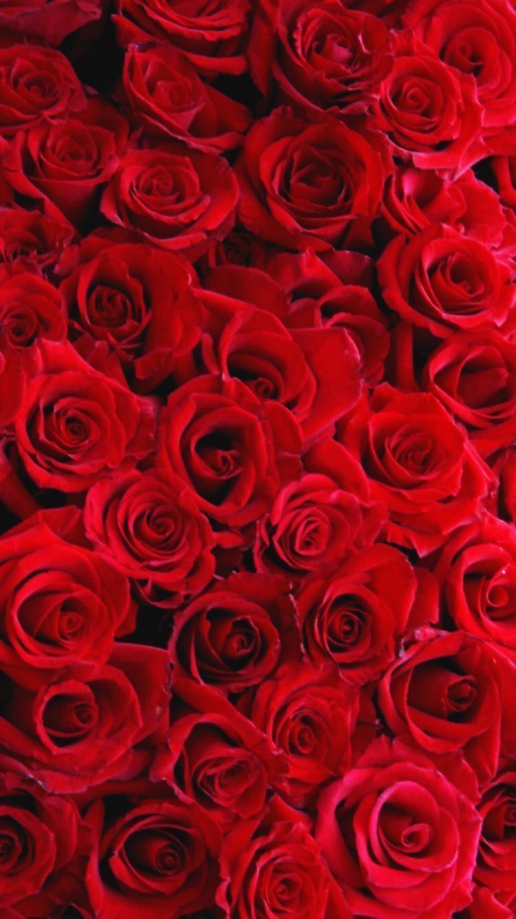 Rote Rosen, Rosenstrauß, Blumenteppich, Draufsicht, Hintergrundbild für iPhone und Android