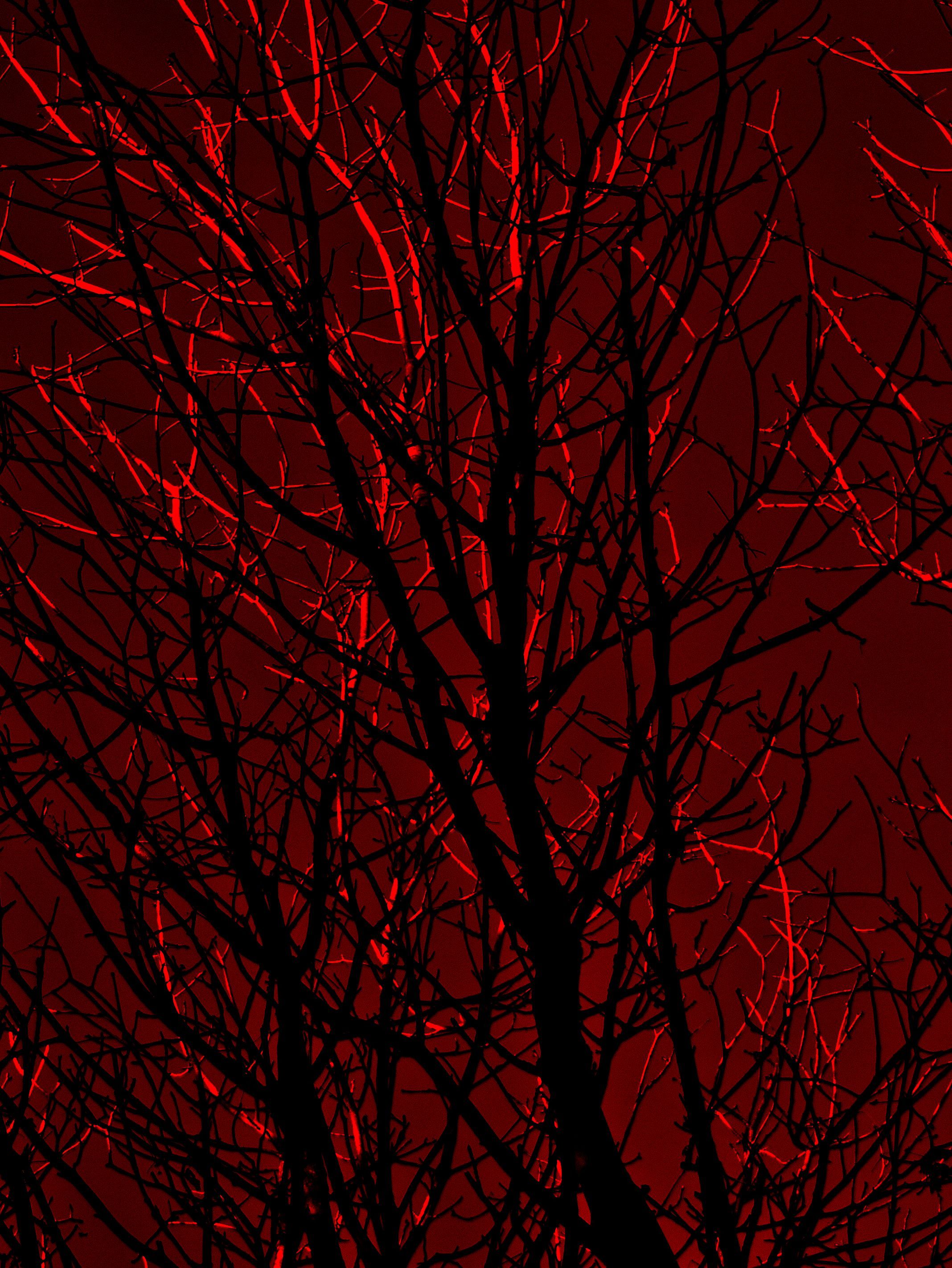 Kahle Äste, Baum, Silhouette, Dunkelrot, QHD+, iPad-Hintergrundbild
