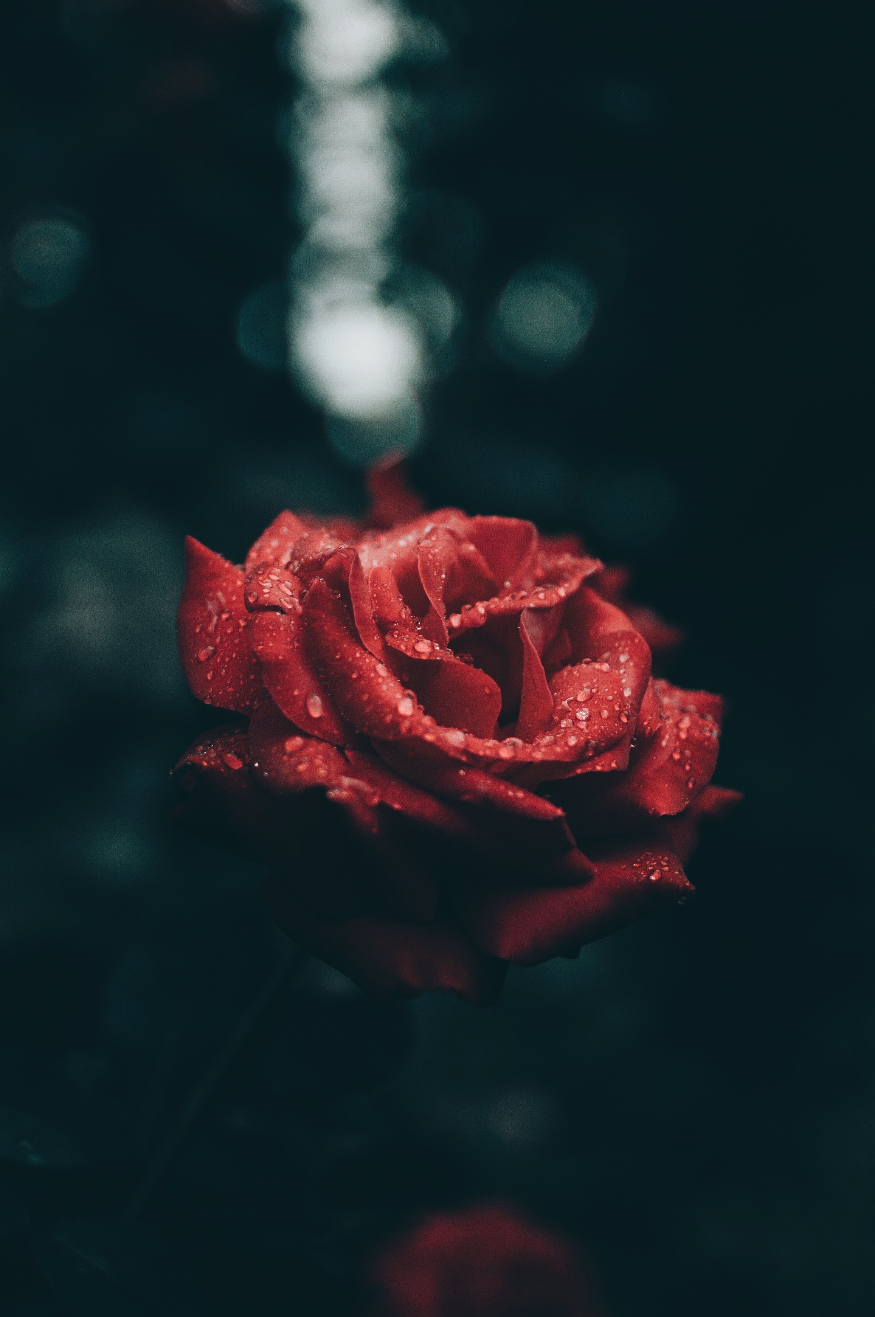 Rote Rose, Bokeh, Blume, Dunkler Hintergrund, QHD+, Sperrbildschirm fürs iPhone