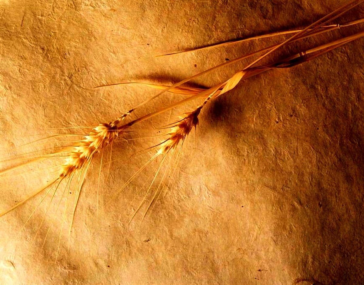 Weizenähren, Papiertextur, Gold, Vintage, Warme Töne, Hintergrund