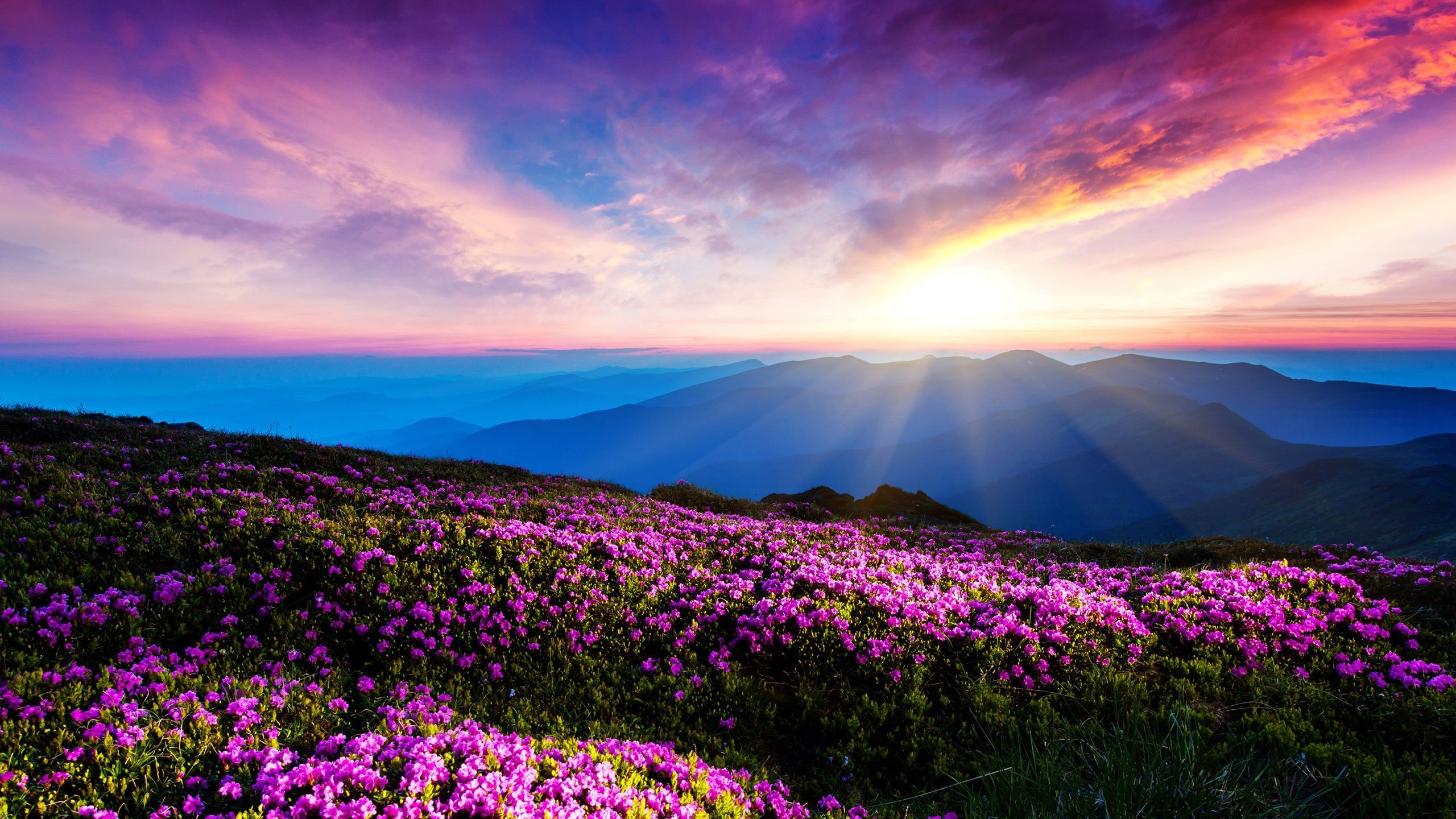 Wildblumenwiese, Sonnenuntergang, Sonnenstrahlen, Bergketten, Lila, 2K, Laptop-Hintergrundbild