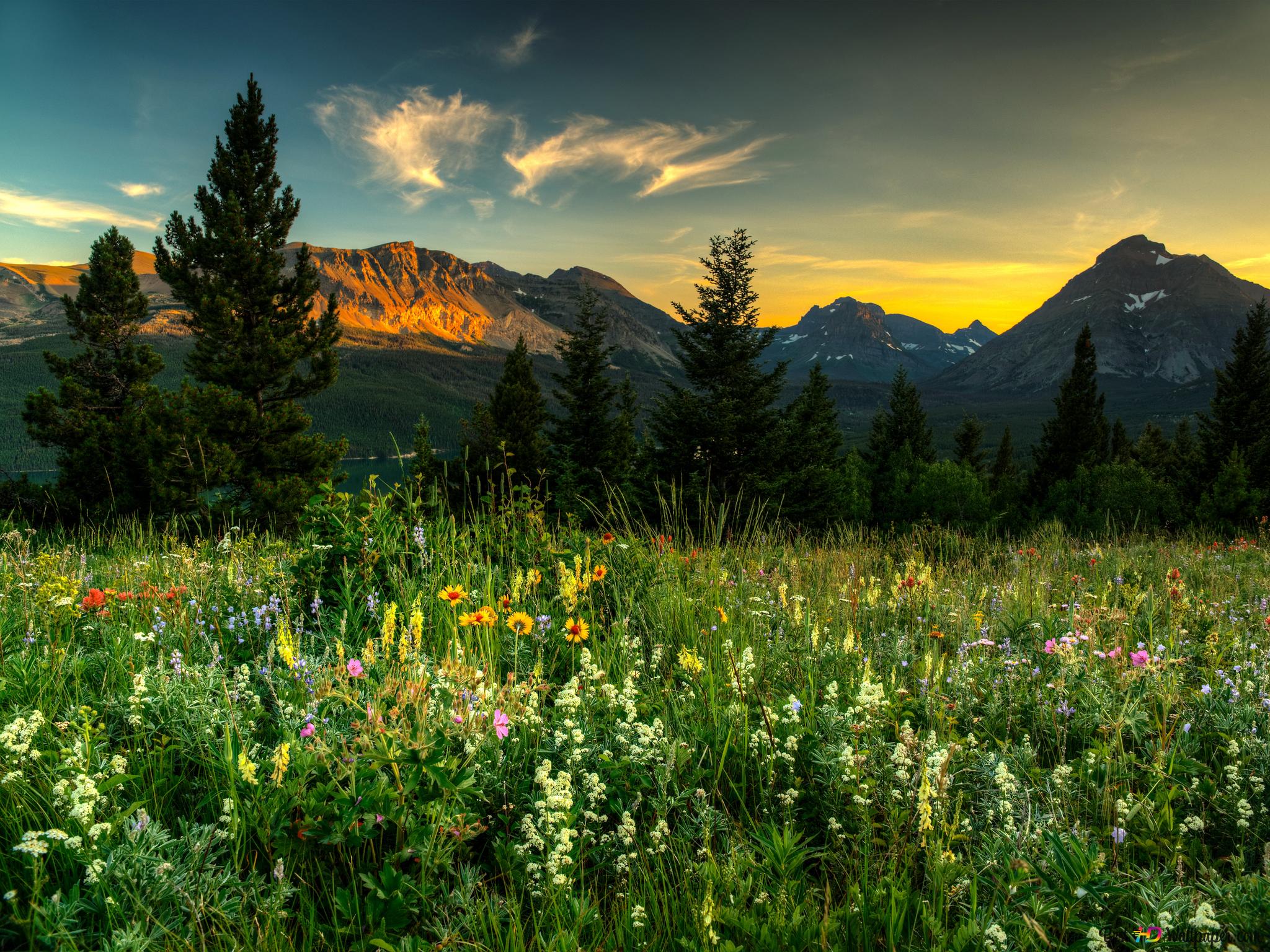 Bergwiese, Wildblumen, Nadelbäume, Sonnenuntergang, Wolken, Full HD, Tablet-Hintergrund