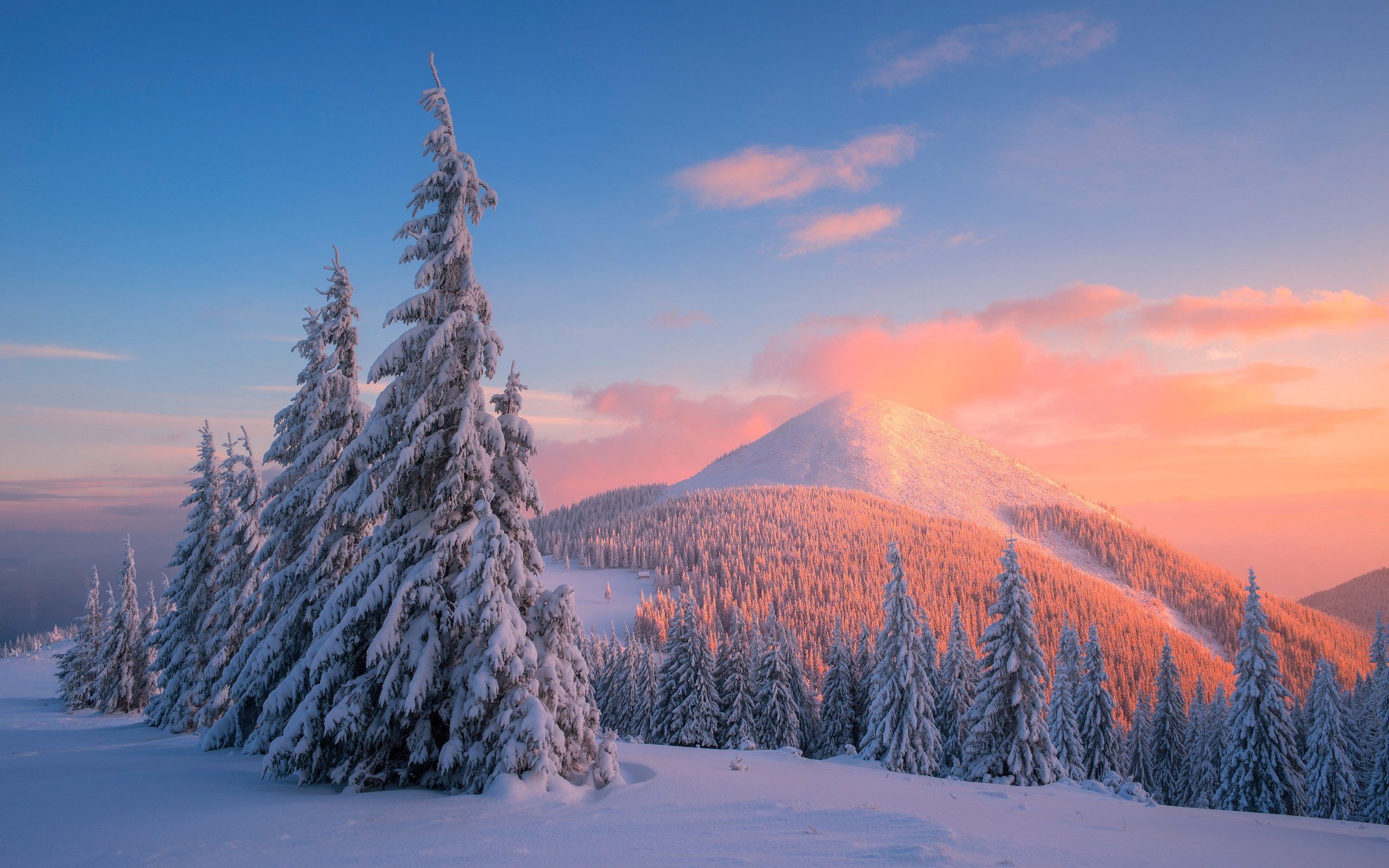 Verschneite Tannen, Winter, Rosa Himmel, Sonnenuntergang, Schnee, 2K-Hintergrundbild für PC