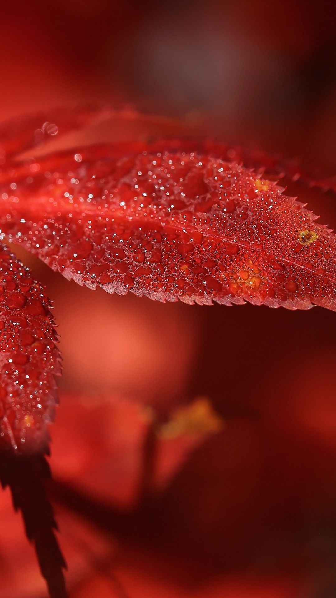 Rotes Blatt, Tautropfen, Makro, Natur, Full HD, Sperrbildschirm fürs iPhone