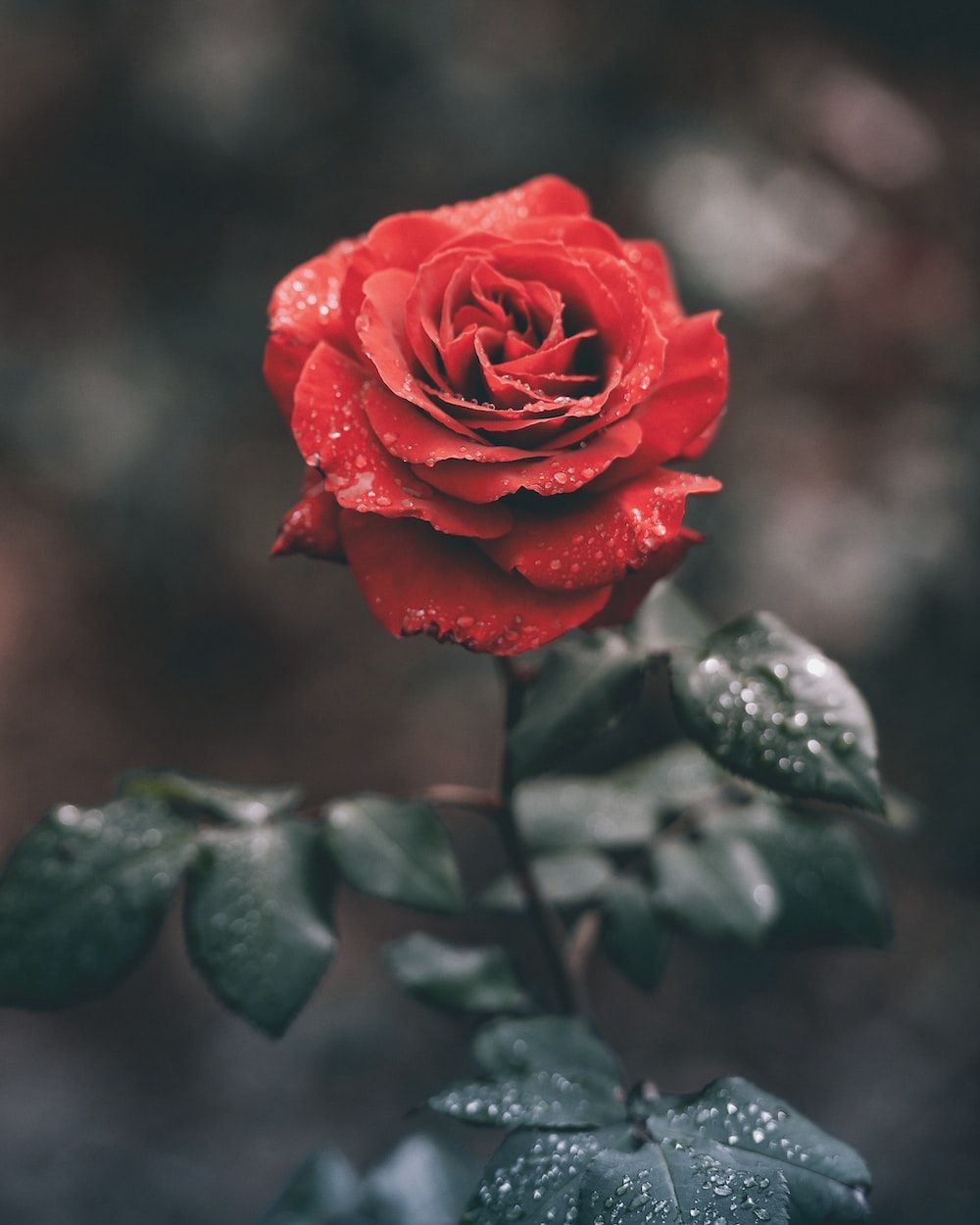 Rote Rose, Blume, Bokeh, Grauer Hintergrund, HD Wallpaper