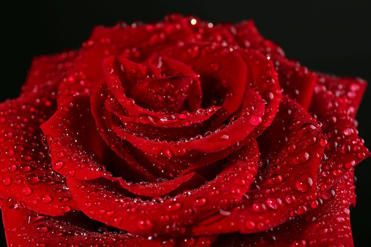 Rote Rose, Wassertropfen, Makro, Schwarzer Hintergrund, HD Wallpaper