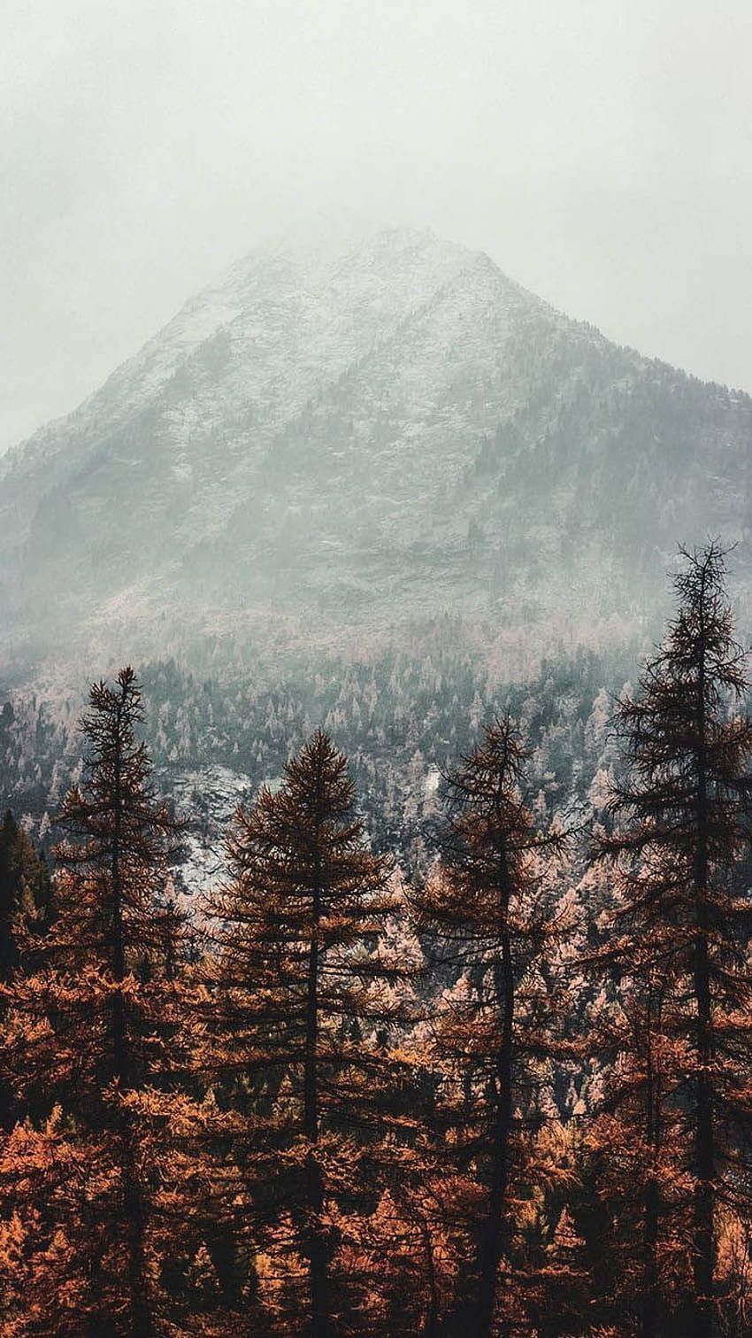 Gipfel, Nebel, Nadelwald, Herbst, Grauer Himmel, HD, Handy-Hintergrund im Hochformat