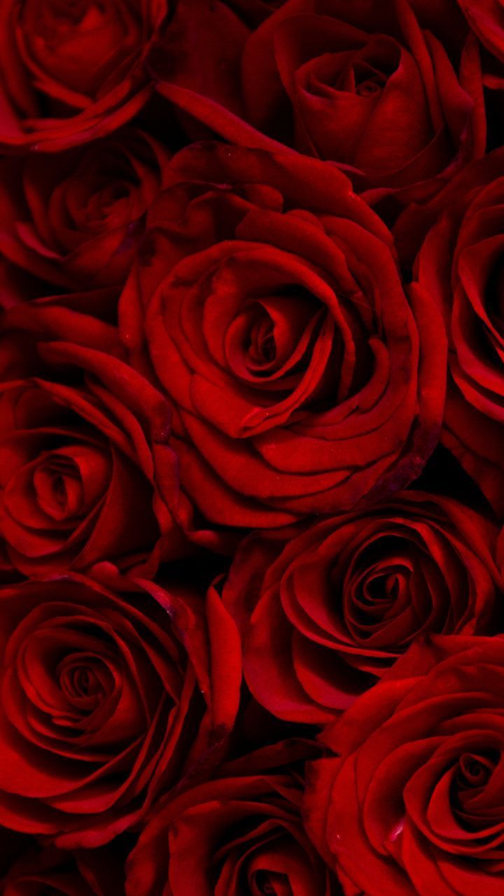 Rote Rosen, Rosenblüten, Dunkelrot, Blumenmeer, HD, Hintergrundbild fürs Handy