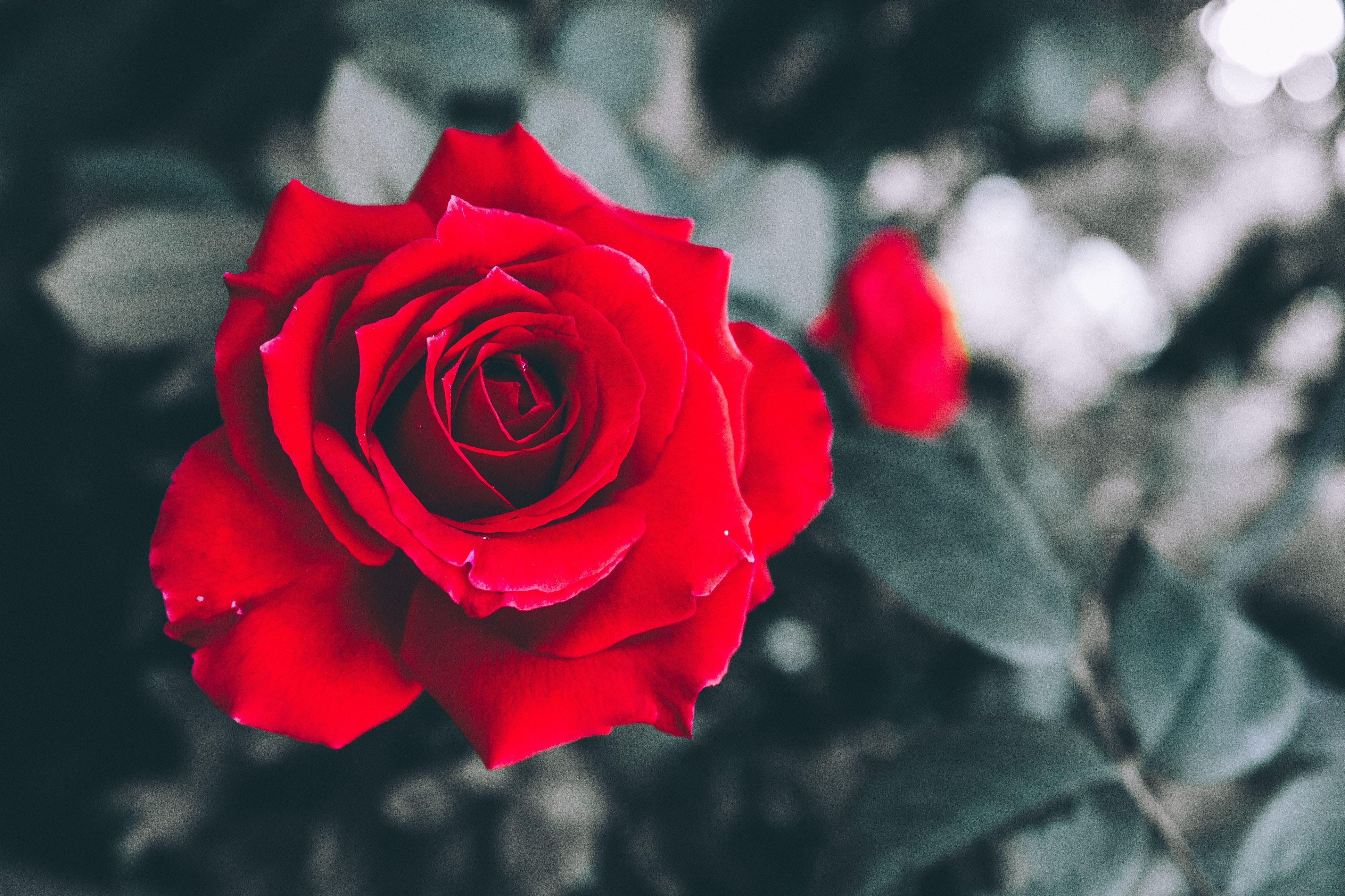 Rote Rose, Blume, Grüne Blätter, Nahaufnahme, 4K, Hintergrundbild für den PC
