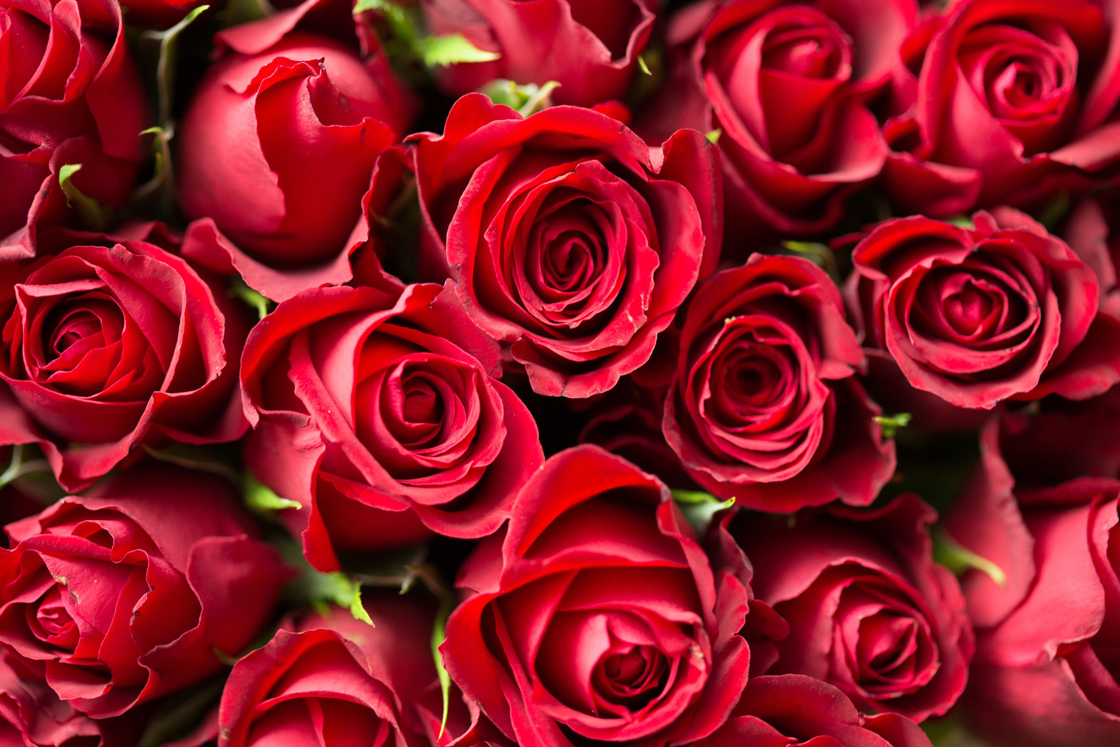 Rote Rosen, Rosenblüten, Blumenmeer, Draufsicht, 4K, Hintergrundbild für den PC
